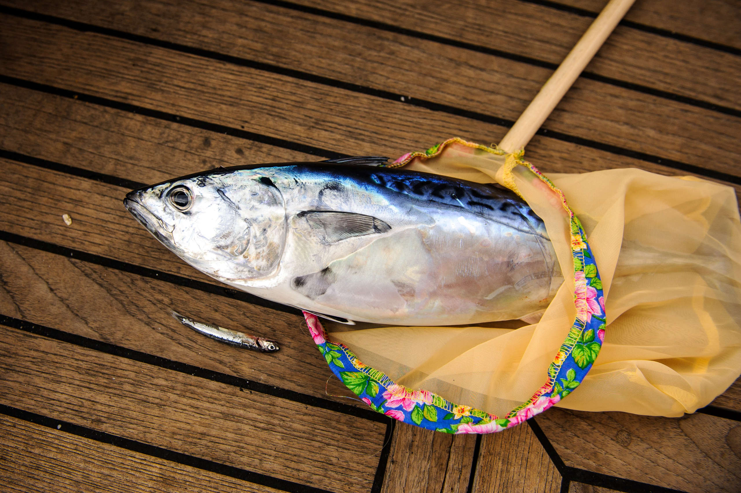 Корпоратив на рыбалке. Фотограф Елена Снегирева. Семейный фотограф в Москве Елена Снегирева