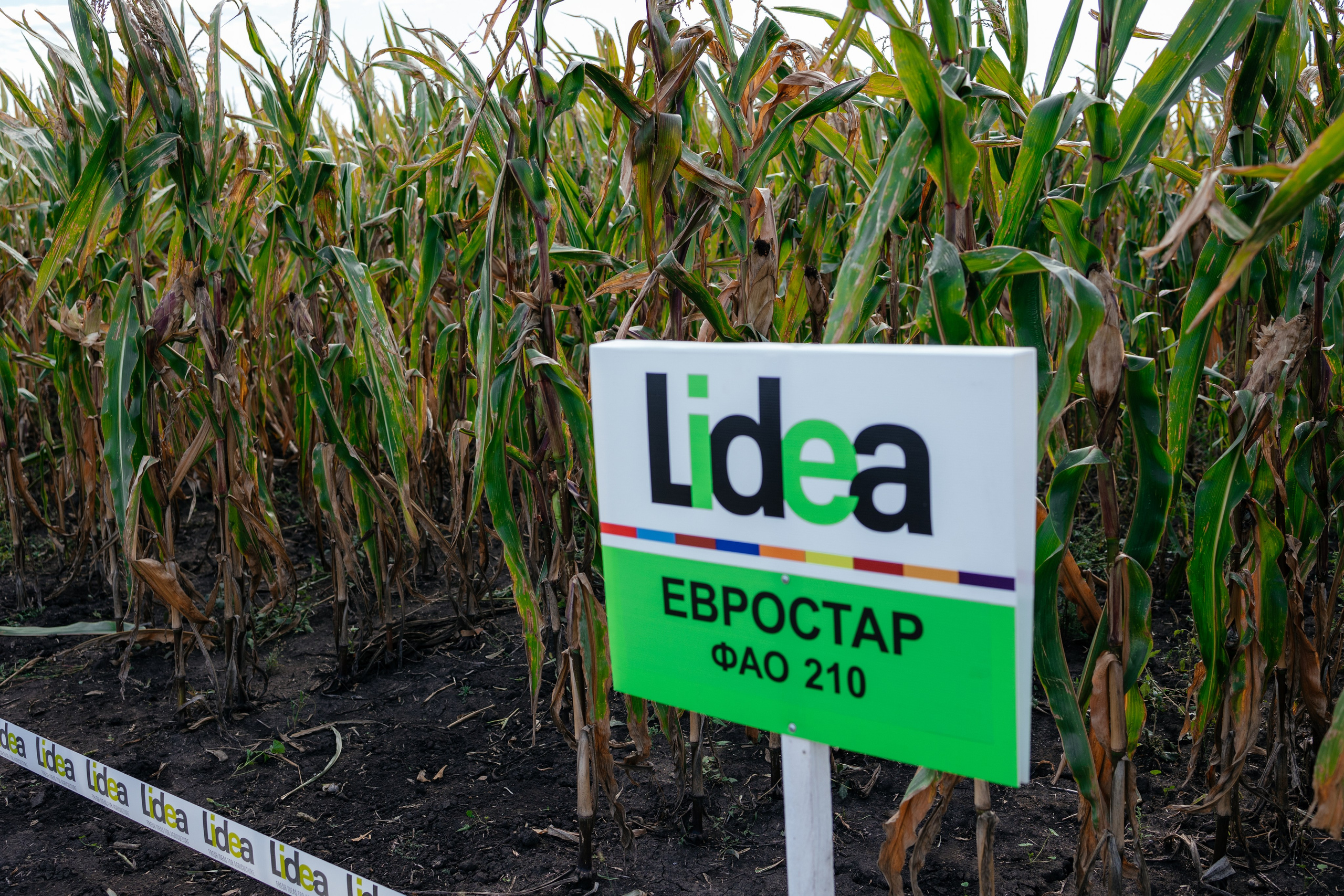 День поля. Фотограф Крохин Олег