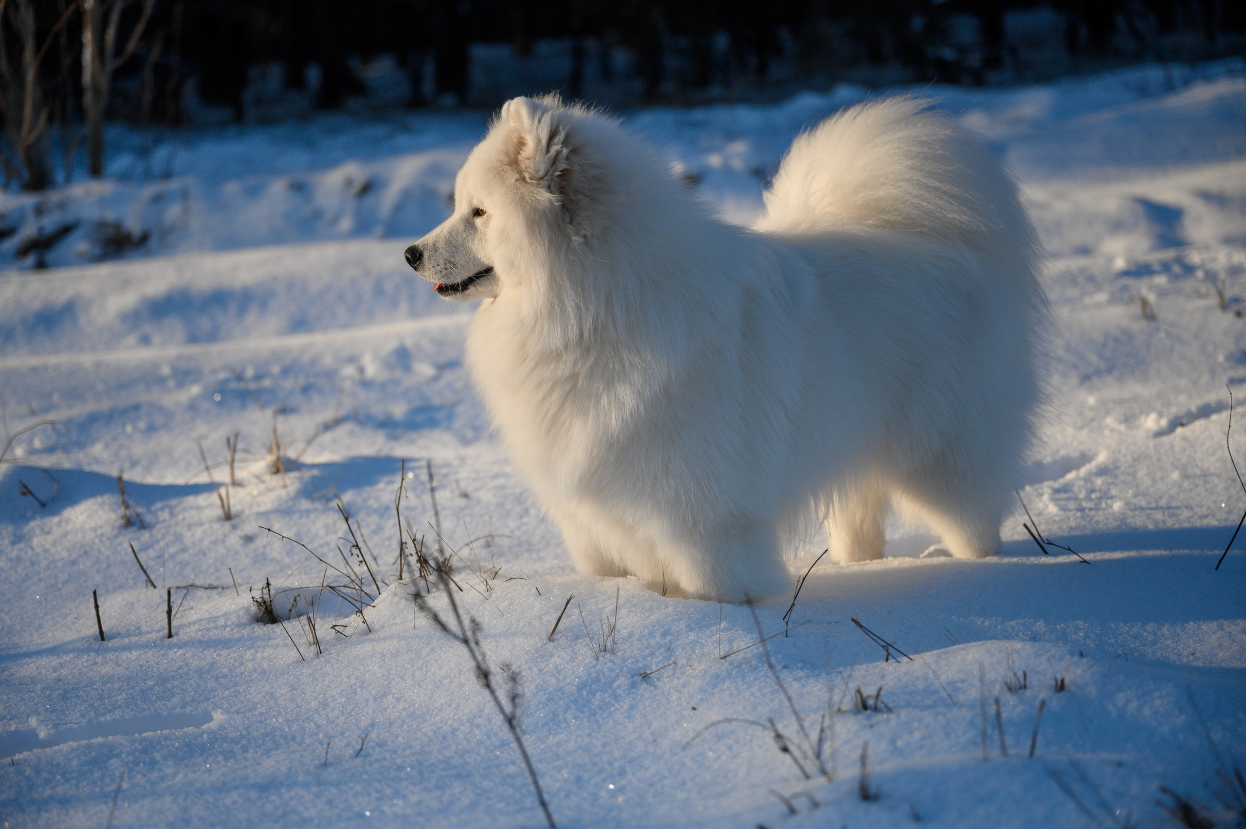 Самоед Тайфун. Bazarkom-photo.ru Фотограф Виктор Оськин в Старом Осколе