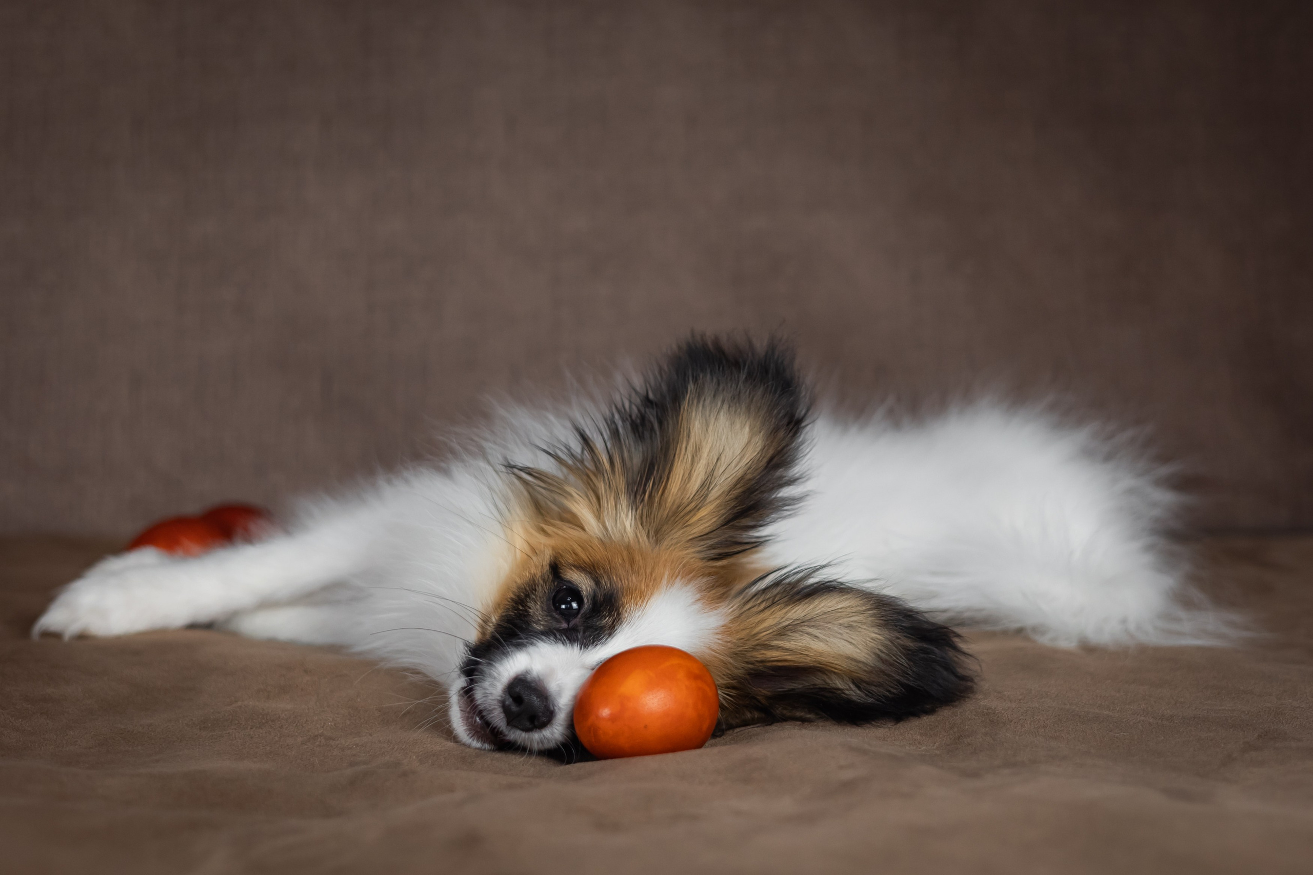 Хьюстон. Фотограф анималист Аня Ливанова | Рыбинск