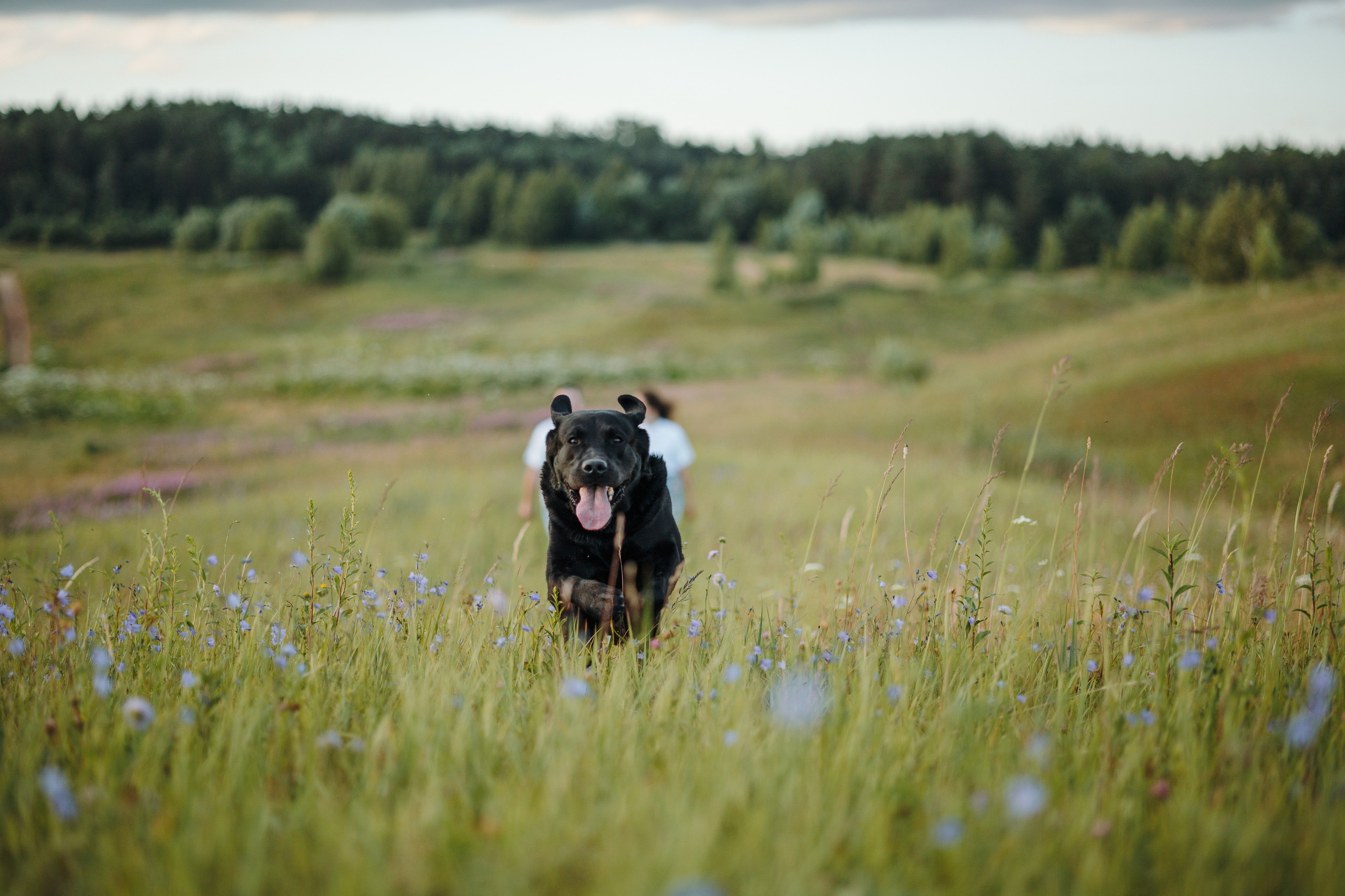Бомбей и его семья. Фотограф — Анималист | Санкт-Петербург