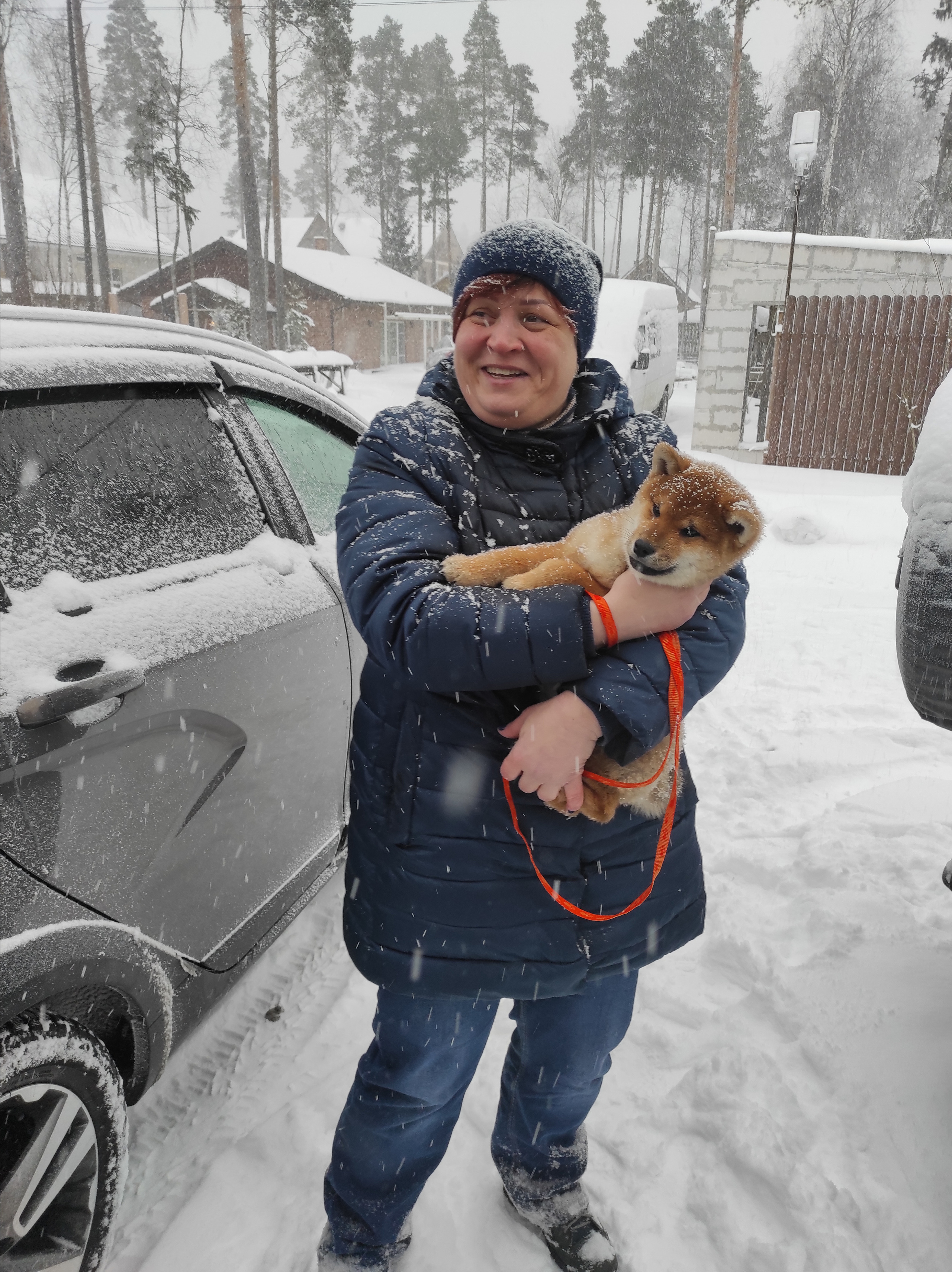 Сиба питомник RUBYLIGHT. Американская акита I Сиба ину I Питомник RUBYLIGHT