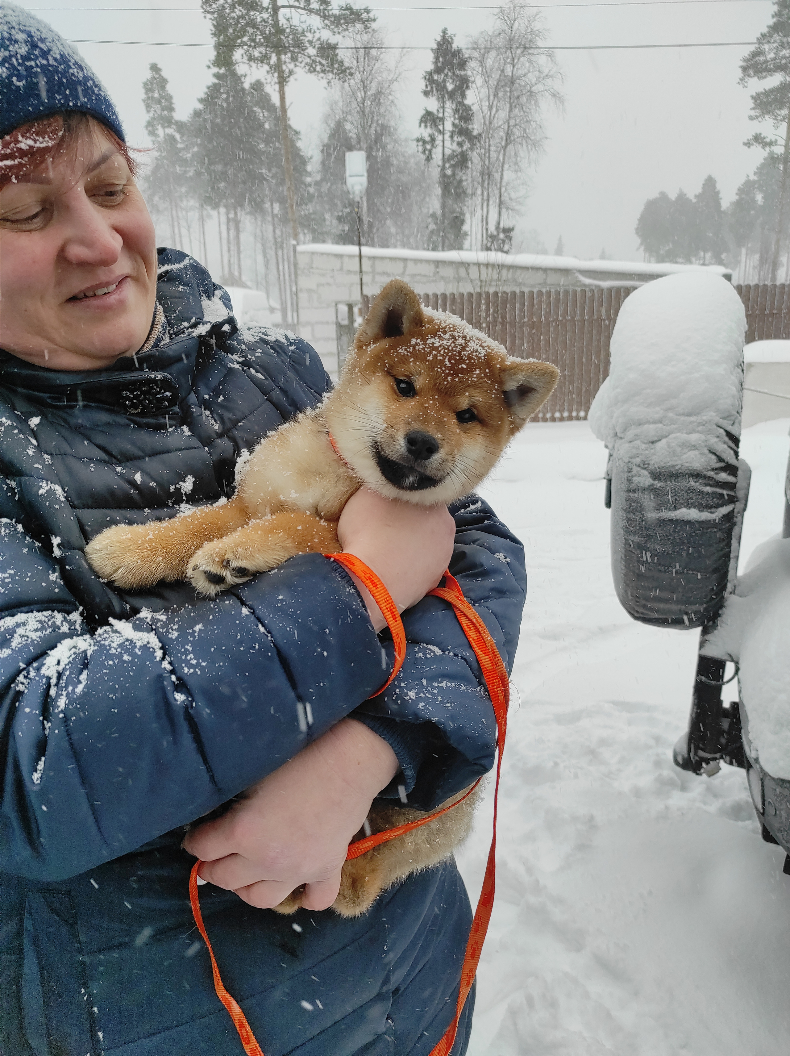 Сиба питомник RUBYLIGHT. Американская акита I Сиба ину I Питомник RUBYLIGHT