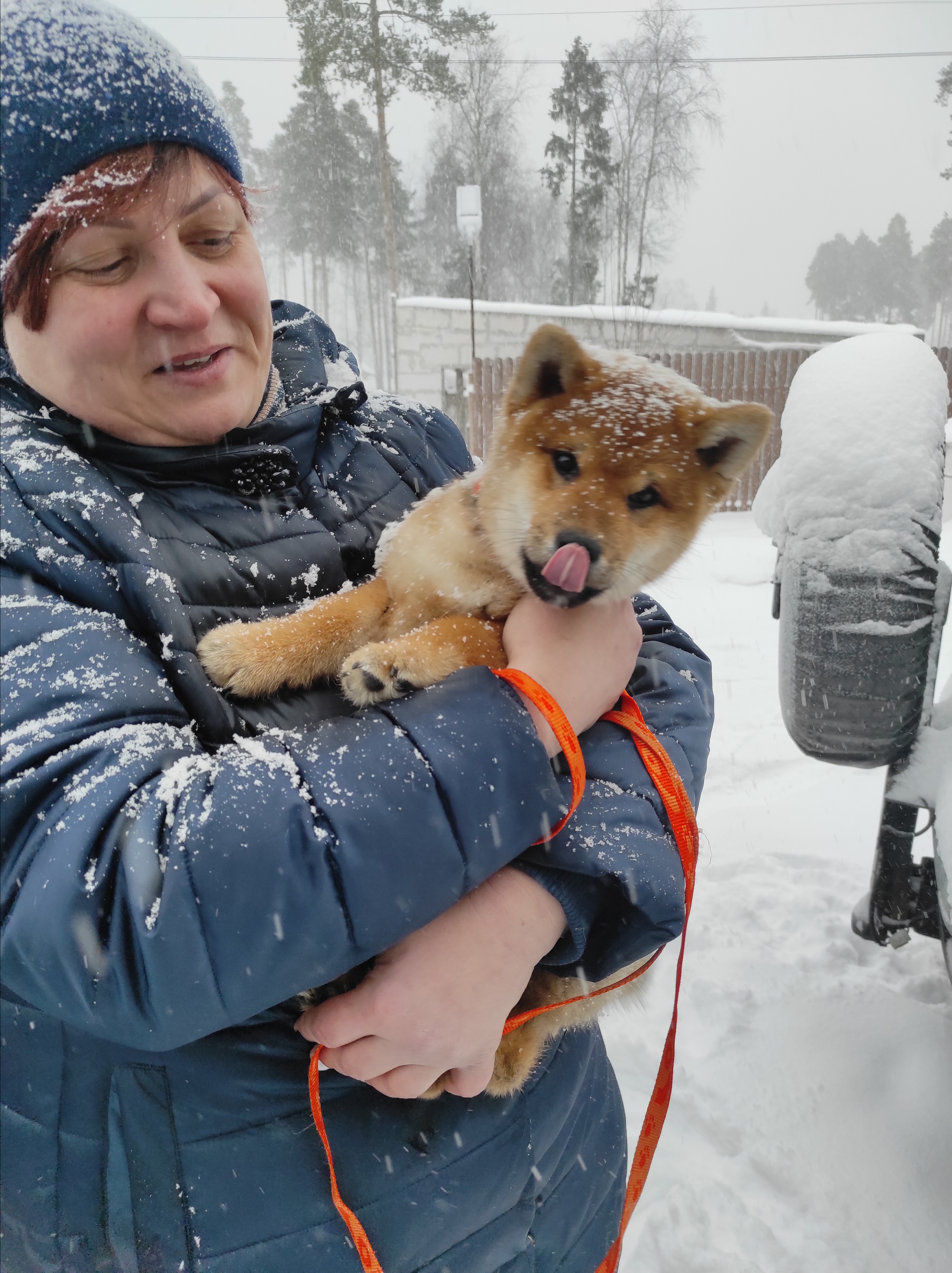 Сиба питомник RUBYLIGHT. Американская акита I Сиба ину I Питомник RUBYLIGHT