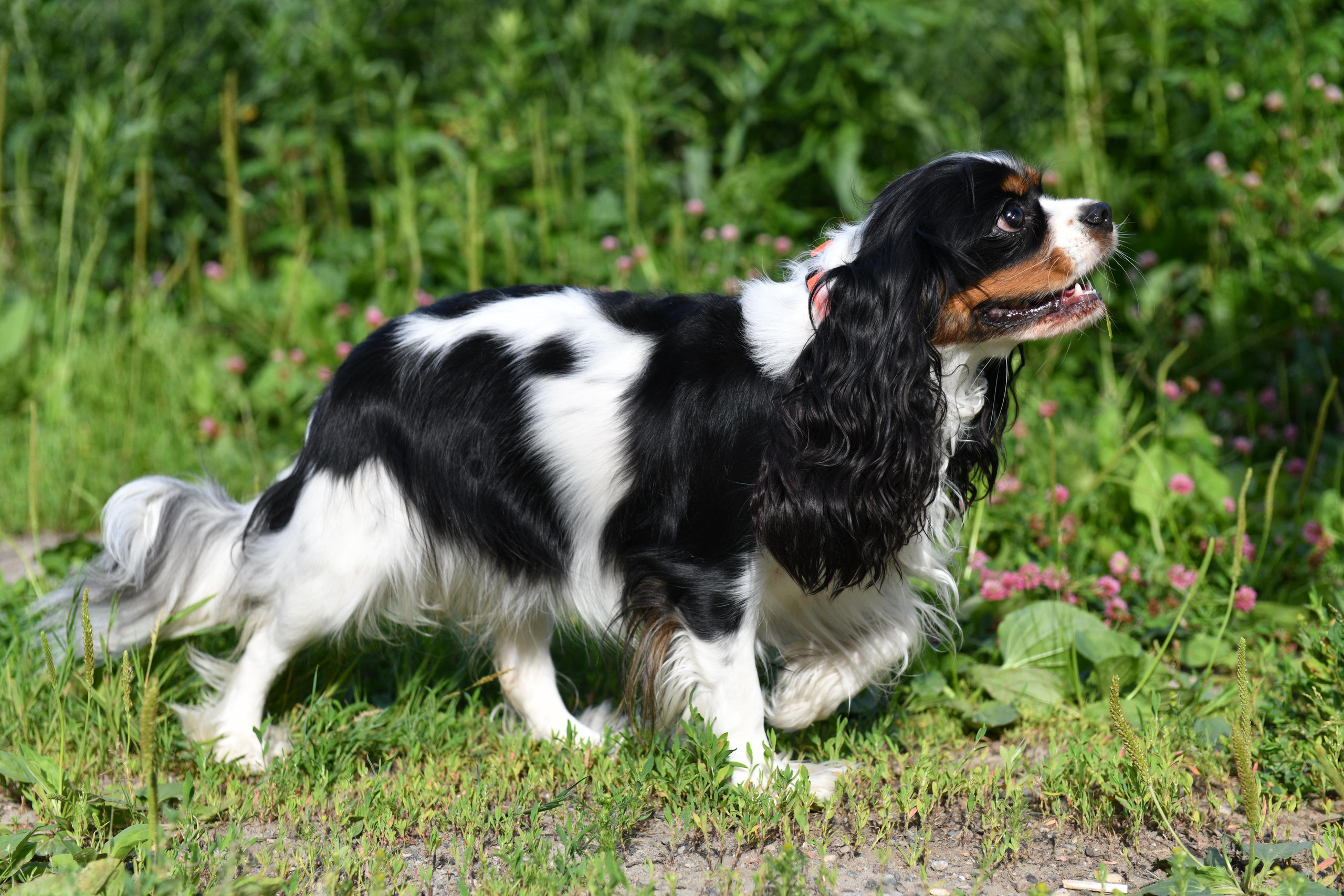 Съёмка животных для продажи. Свадебный и портретный фотограф в Москве Галина Борисова