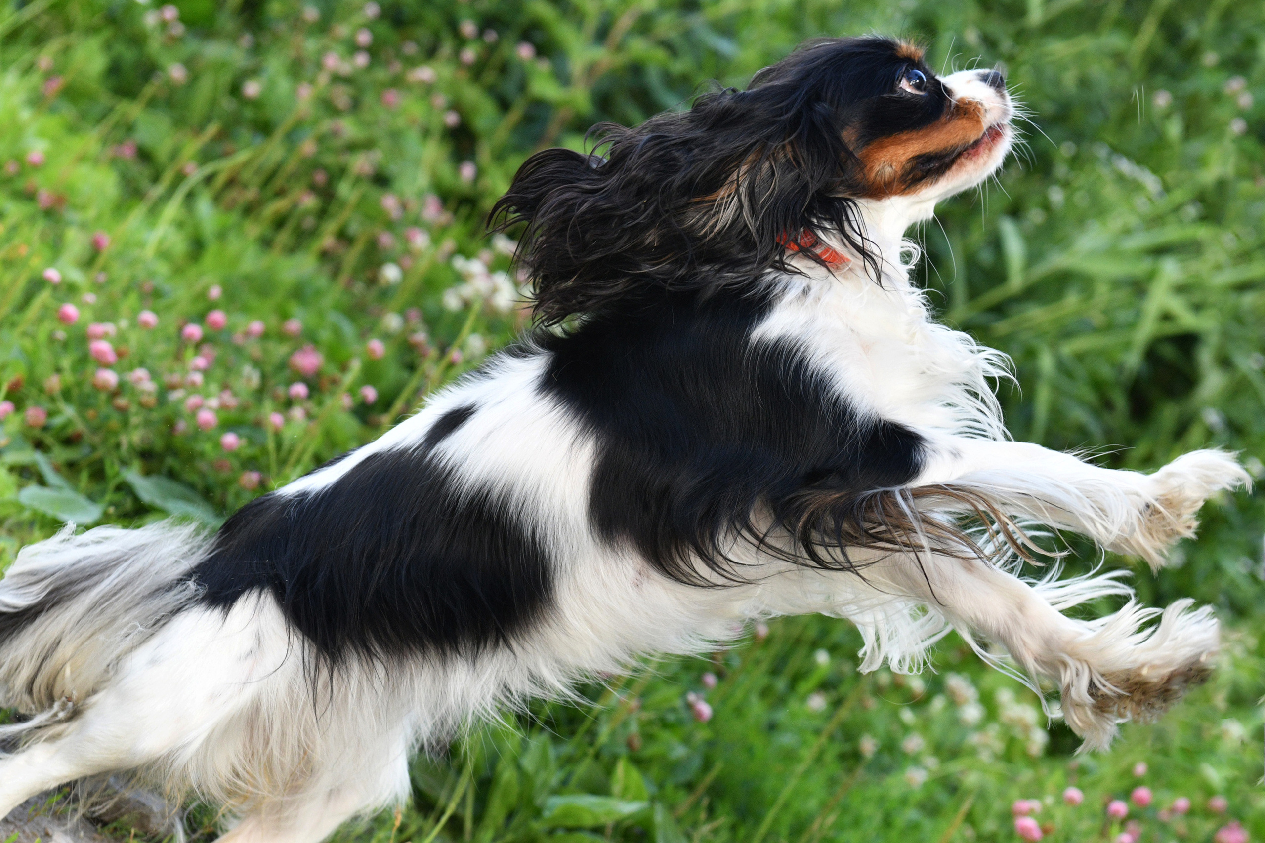 Съёмка животных для продажи. Свадебный и портретный фотограф в Москве Галина Борисова