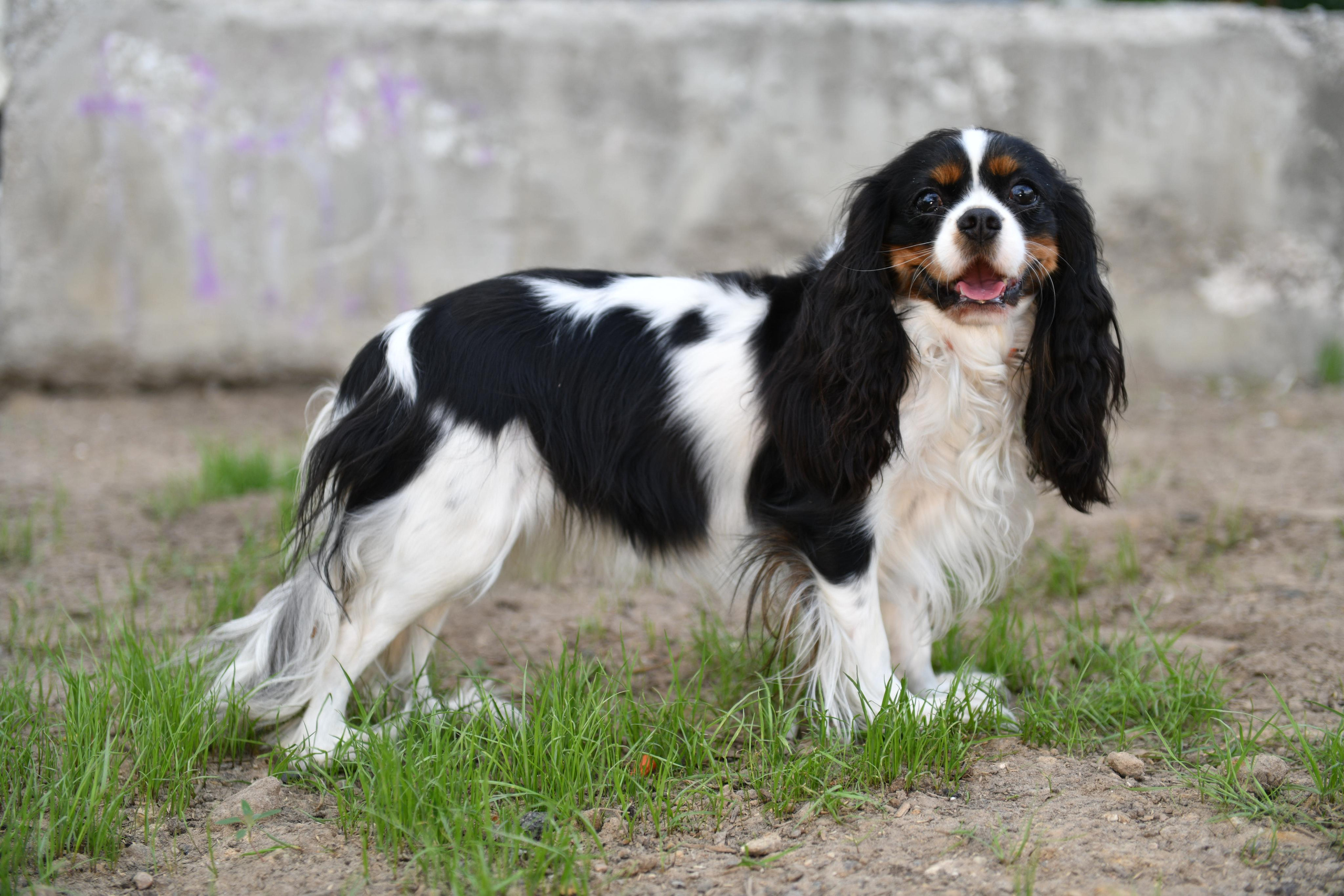 Съёмка животных для продажи. Свадебный и портретный фотограф в Москве Галина Борисова