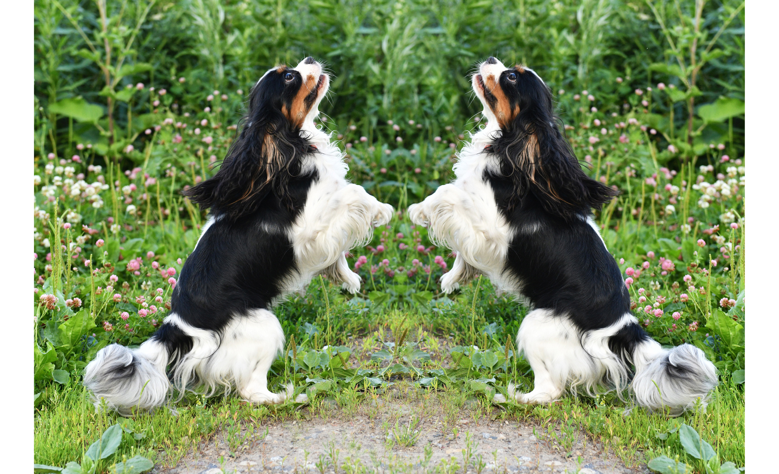Съёмка животных для продажи. Свадебный и портретный фотограф в Москве Галина Борисова