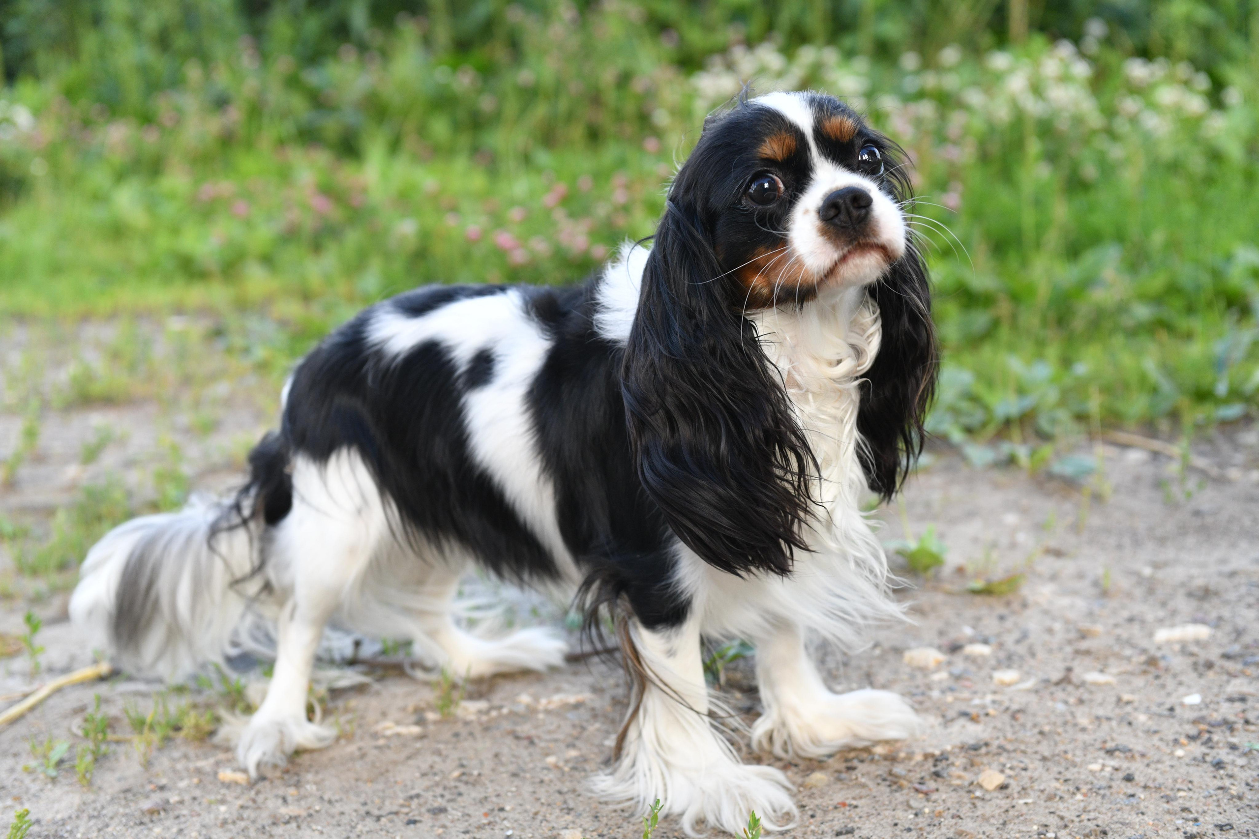 Съёмка животных для продажи. Свадебный и портретный фотограф в Москве Галина Борисова