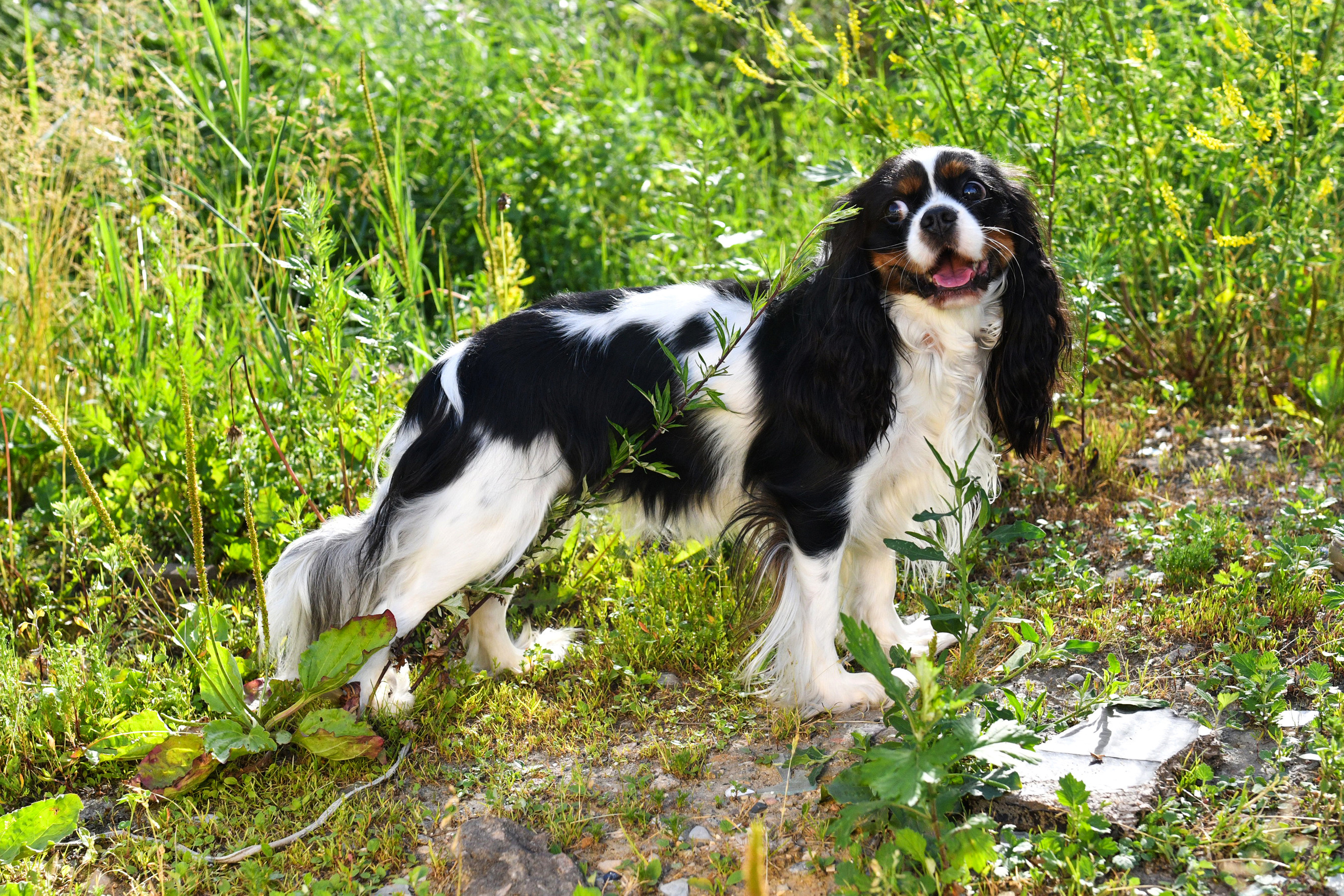 Съёмка животных для продажи. Свадебный и портретный фотограф в Москве Галина Борисова