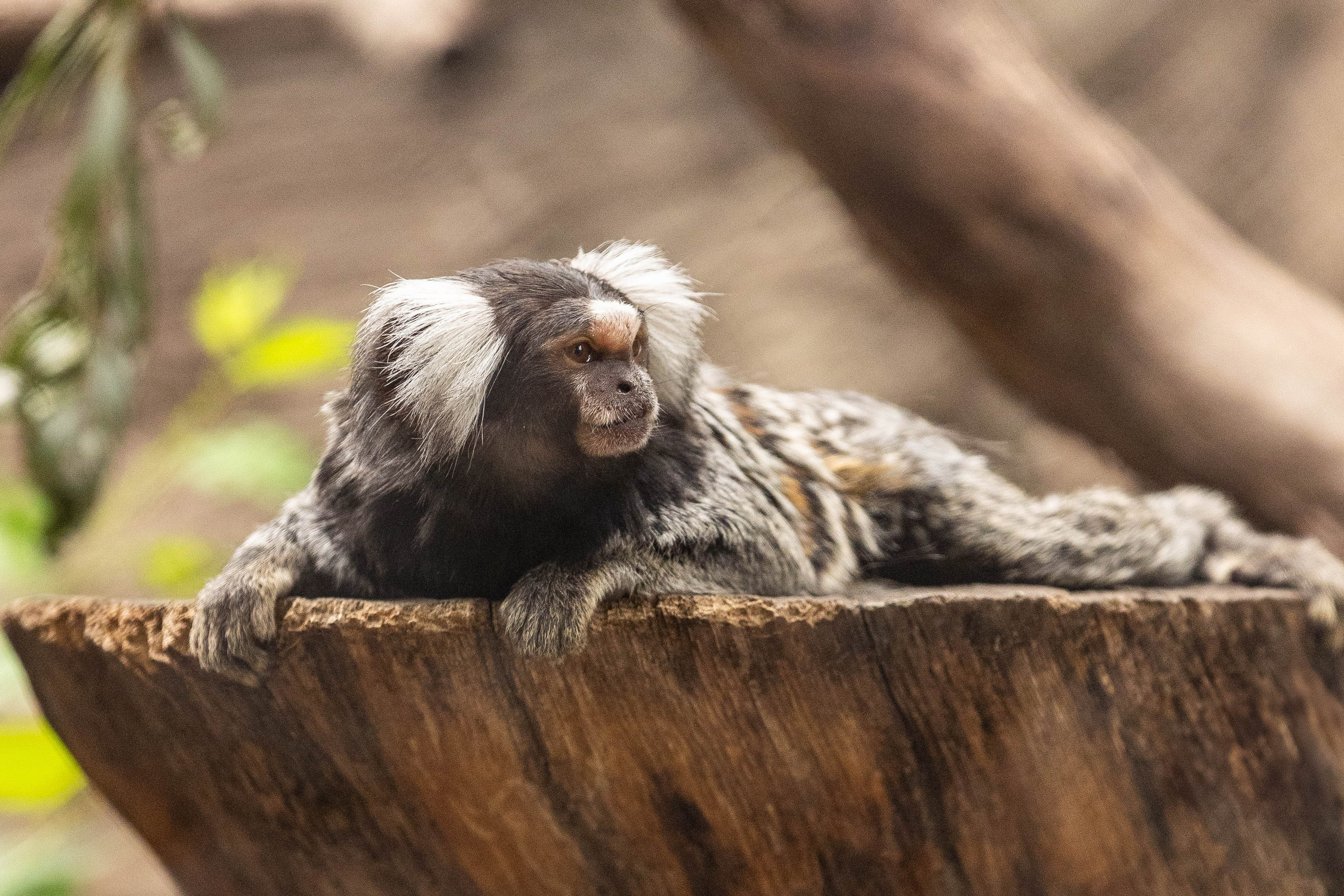 Зоопарк Малинки. Фотограф-АниМалист Анна Абрамова