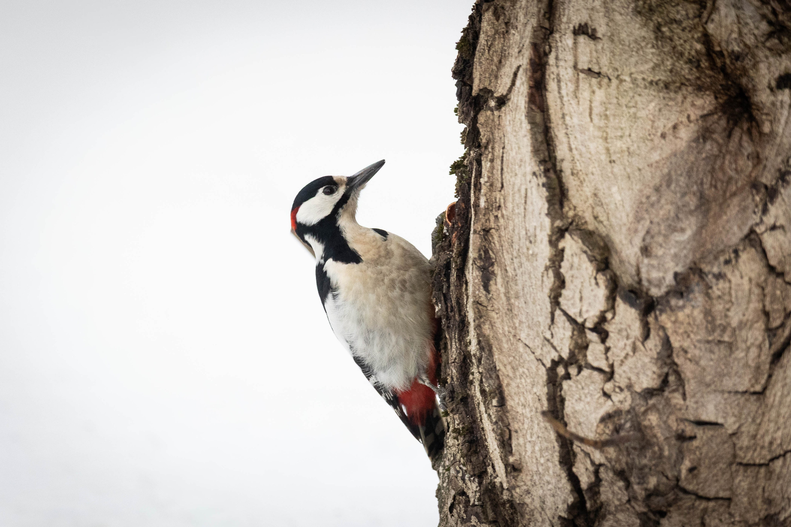 Дикий животный мир. Фотограф-АниМалист Анна Абрамова