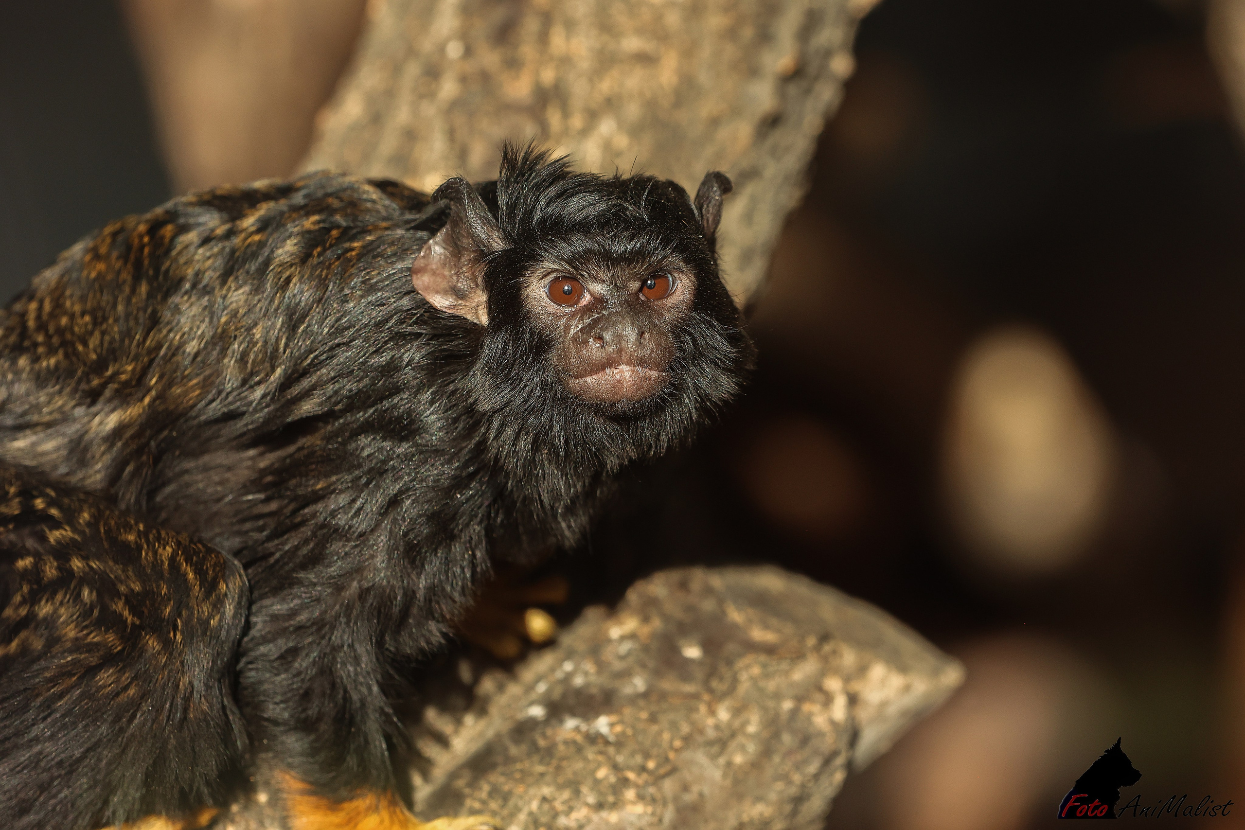 Зоопарк Малинки. Фотограф-АниМалист Анна Абрамова
