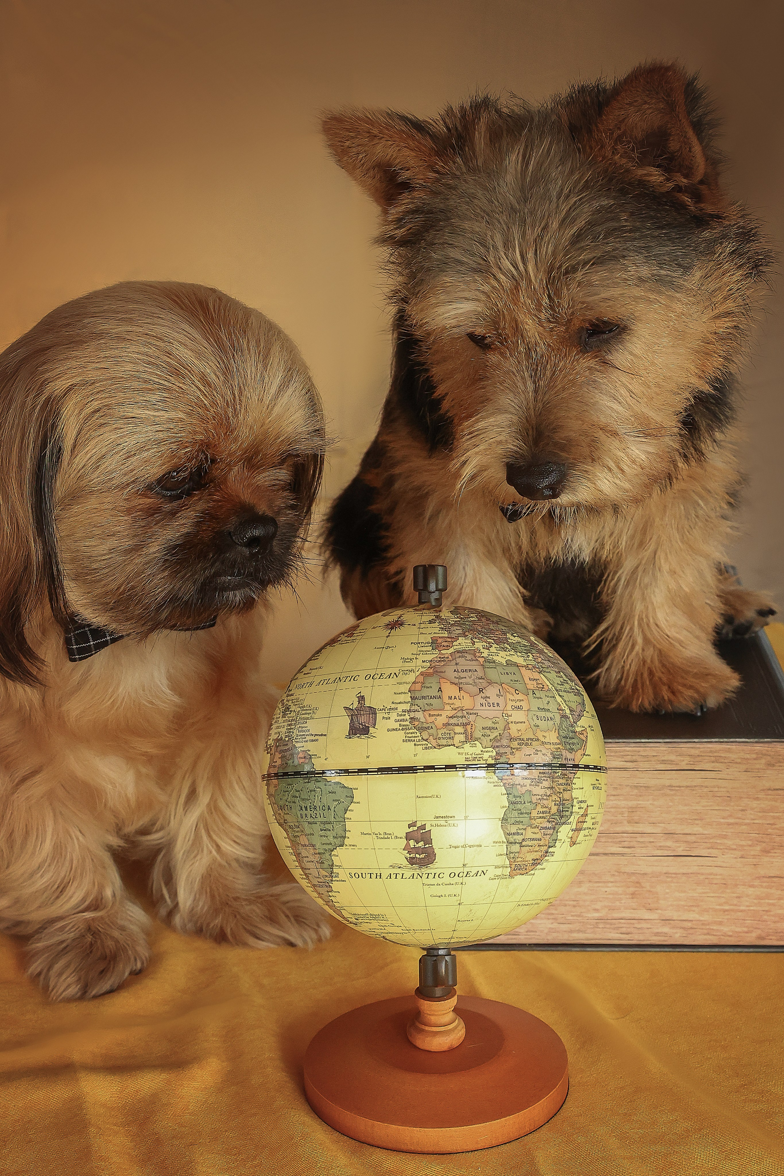 В СТУДИИ. Фотограф-АниМалист Анна Абрамова