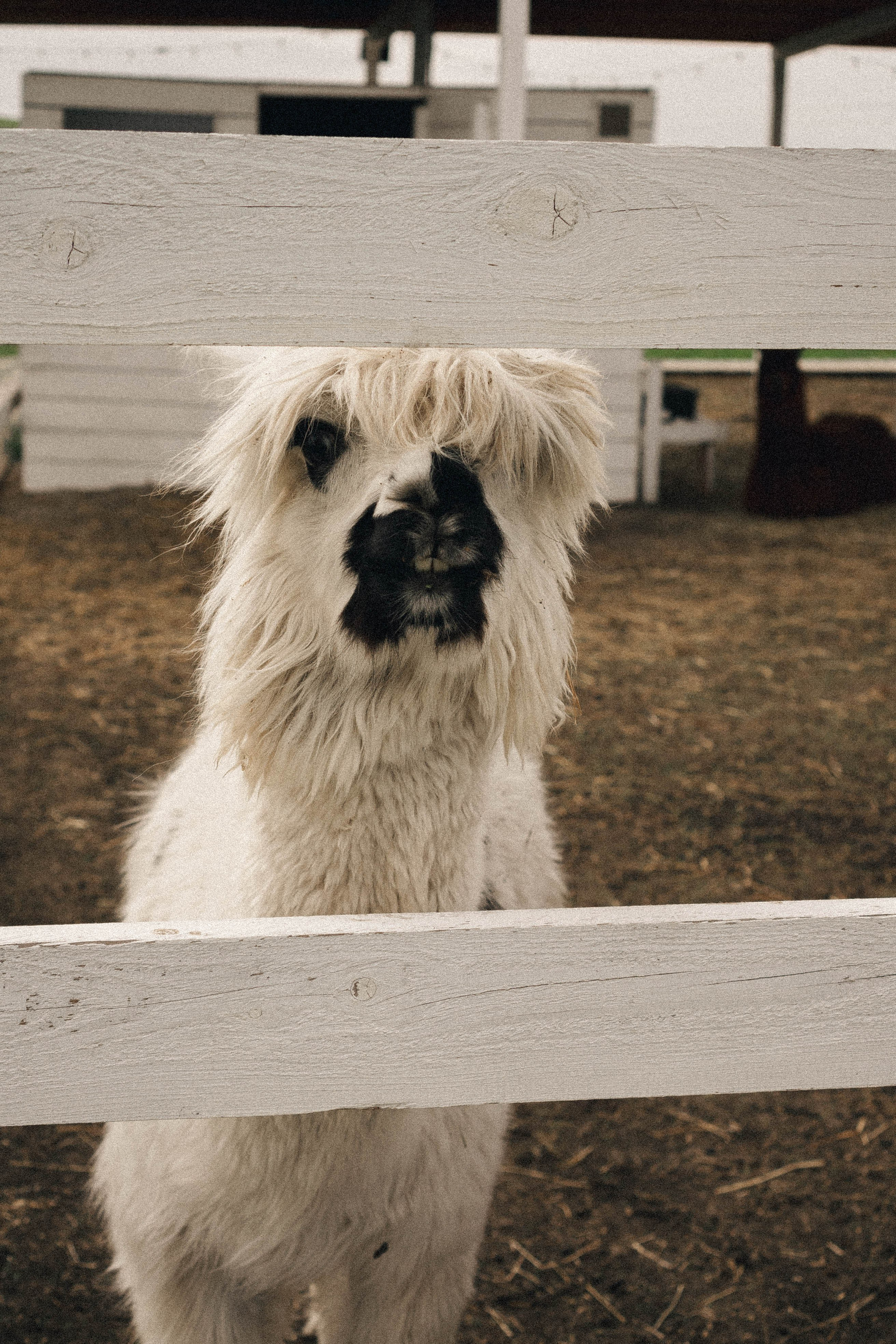 Ферма Альпак. Профессиональный фотограф, Санкт-Петербург — Виктория Богомолова