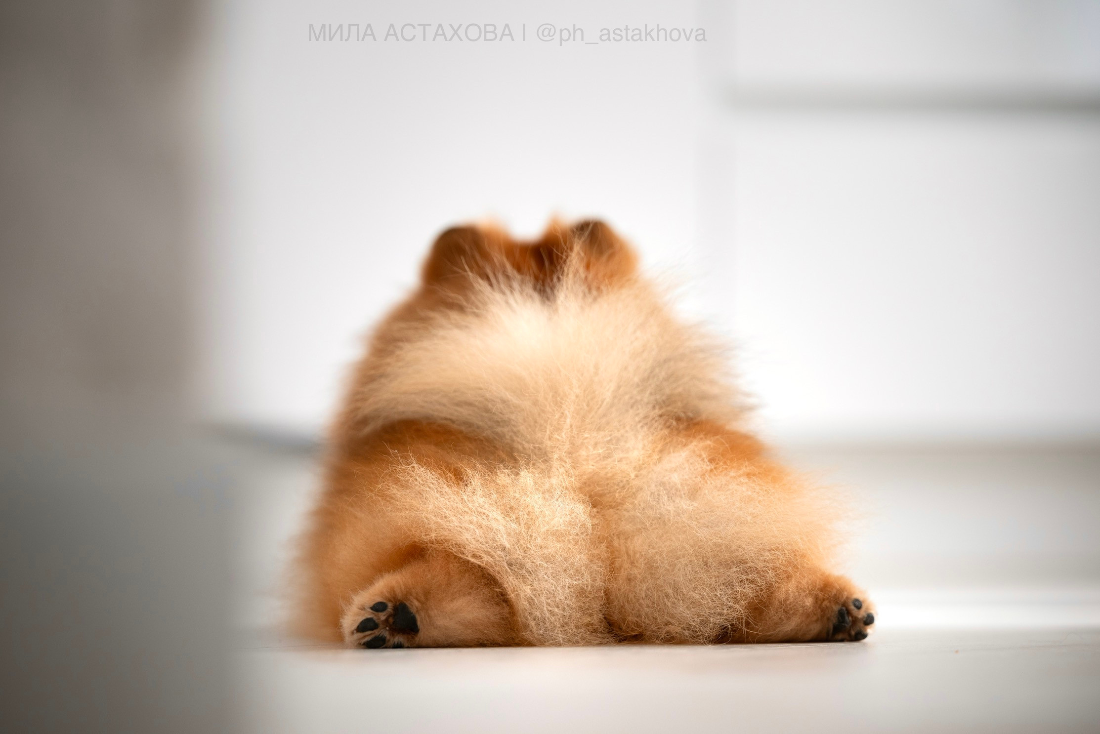 Ольга, Молли, Магнум, и + 2 хвостика. Мила Астахова