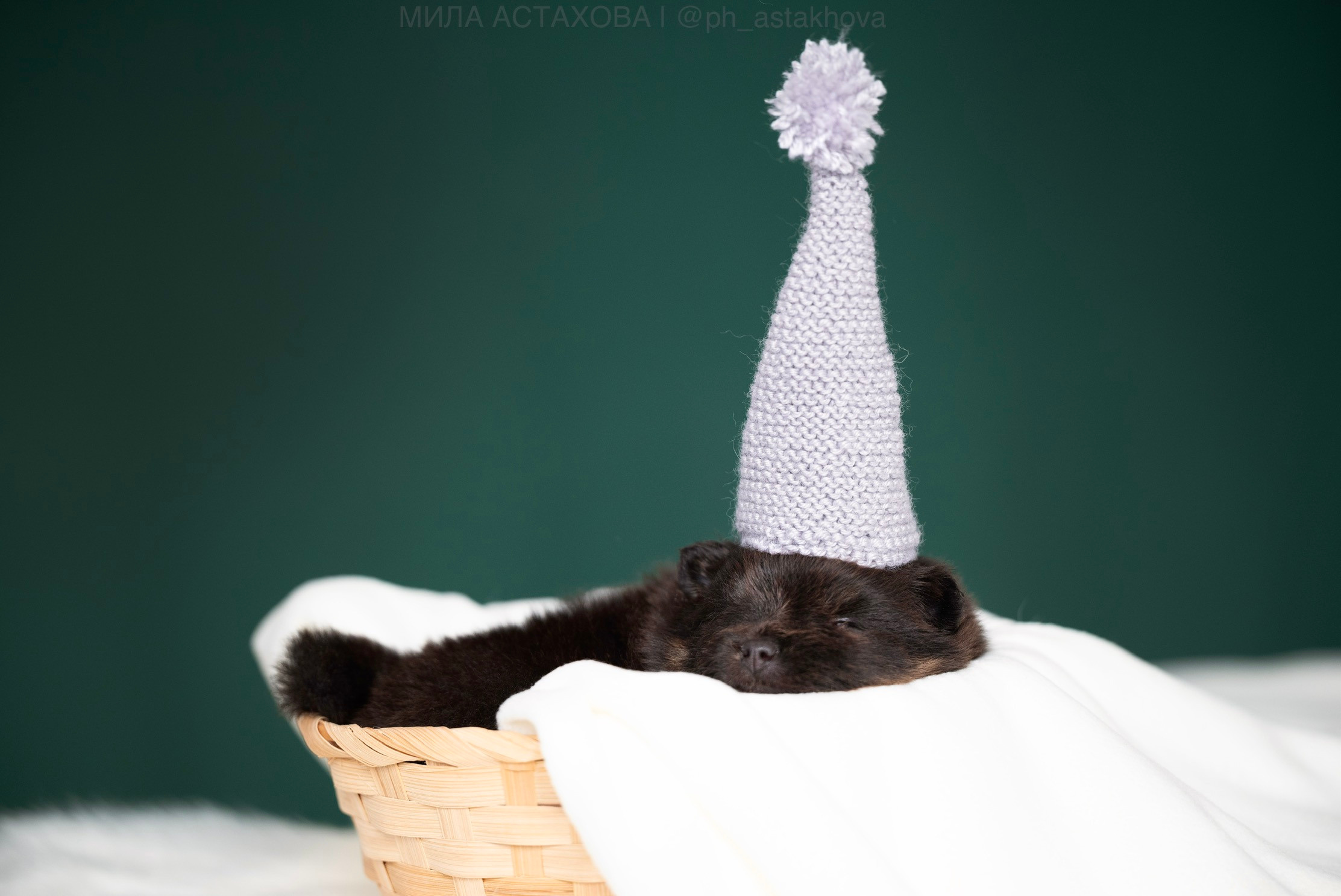 Ольга, Молли, Магнум, и + 2 хвостика. Мила Астахова