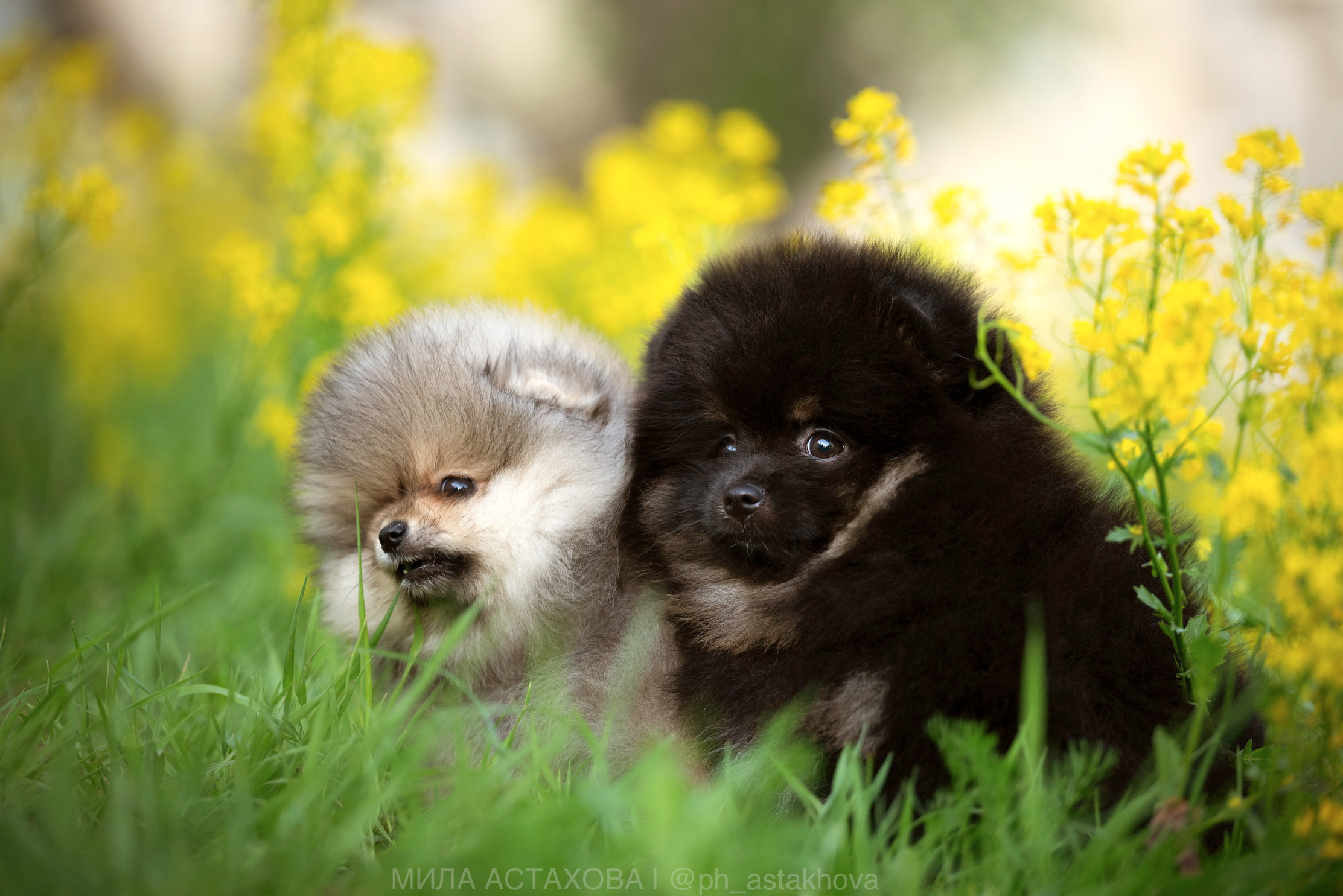 Ксения, Ольга, Топаз и Сапфир. Мила Астахова