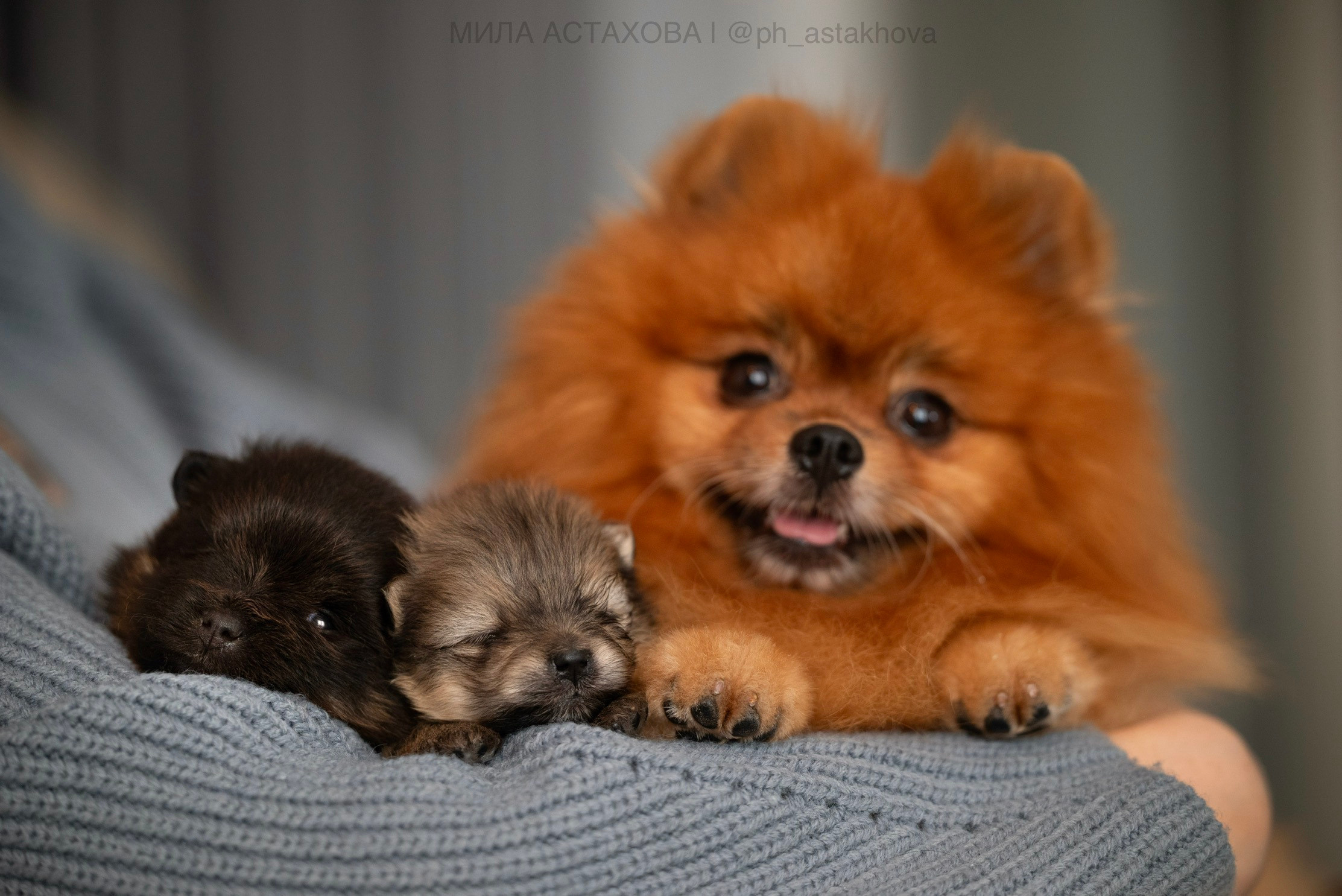 Ольга, Молли, Магнум, и + 2 хвостика. Мила Астахова