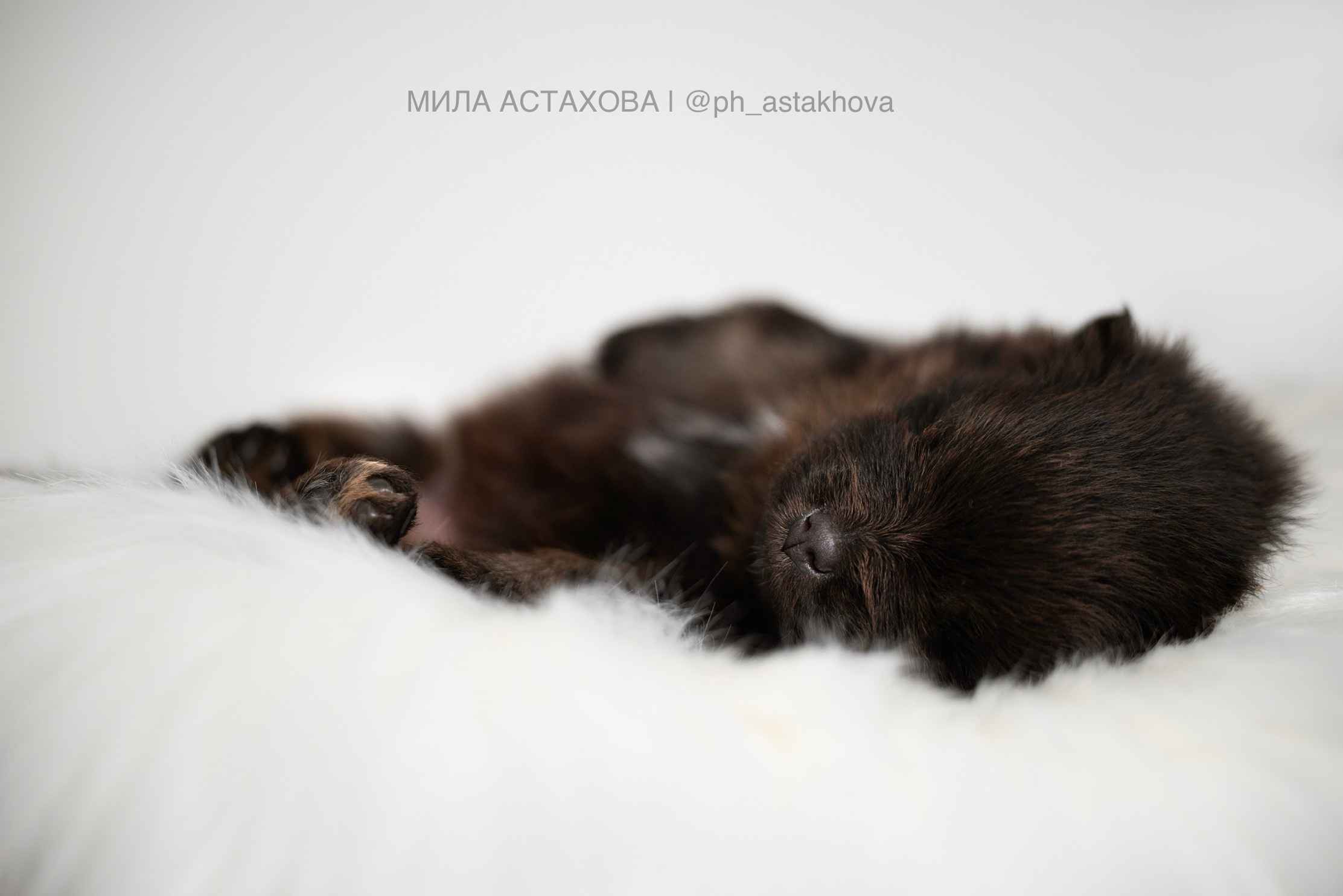 Ольга, Молли, Магнум, и + 2 хвостика. Мила Астахова