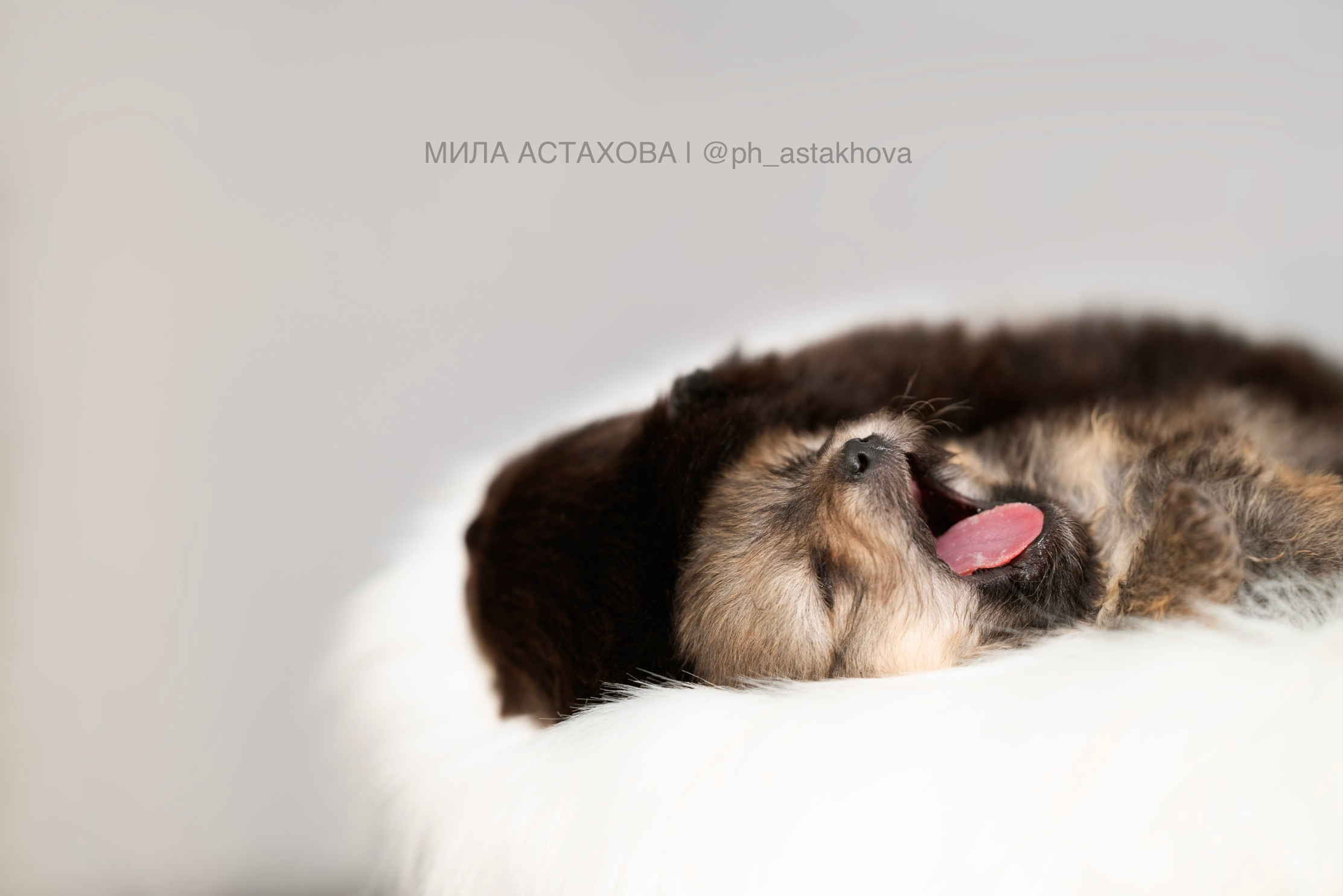 Ольга, Молли, Магнум, и + 2 хвостика. Мила Астахова