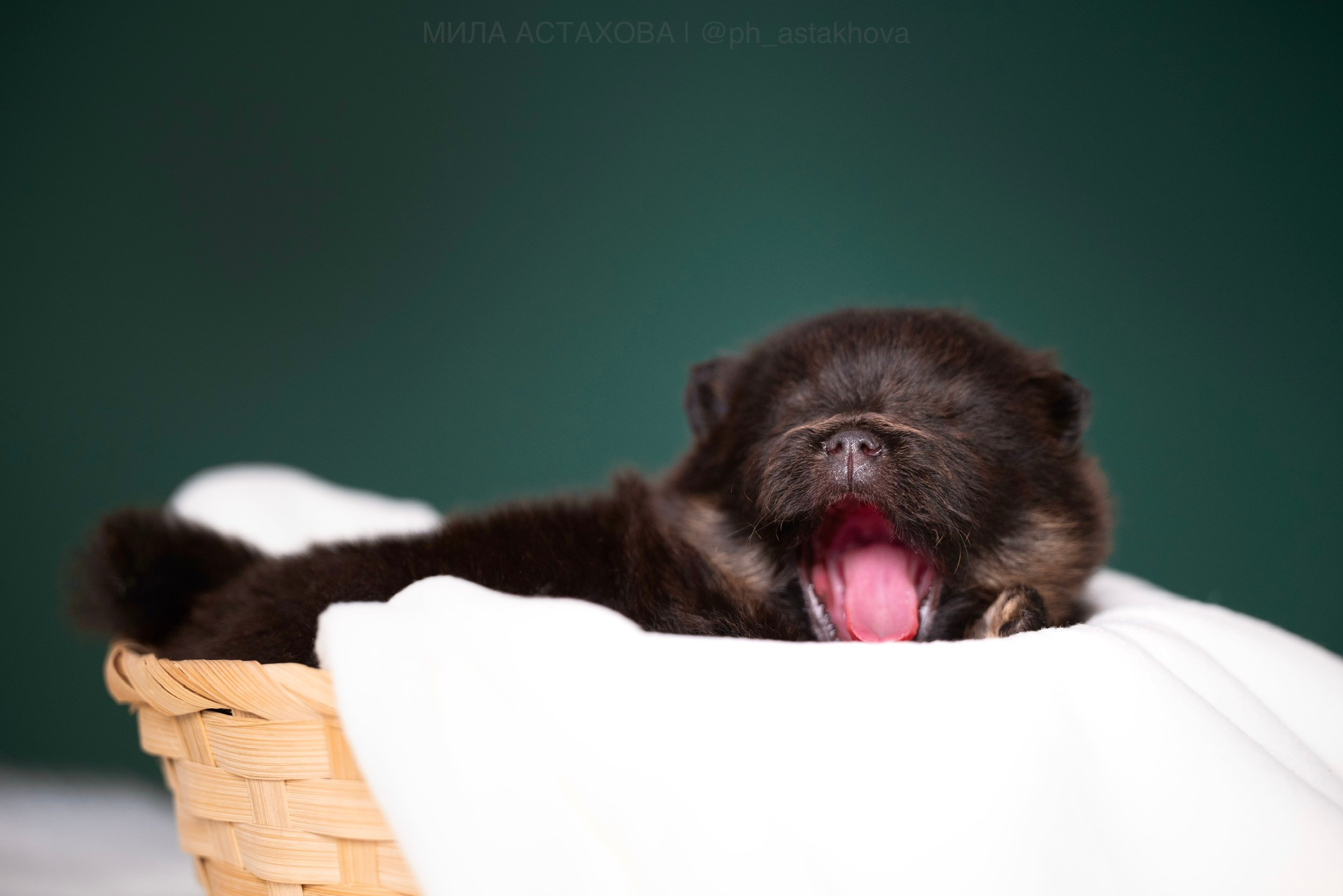 Ольга, Молли, Магнум, и + 2 хвостика. Мила Астахова