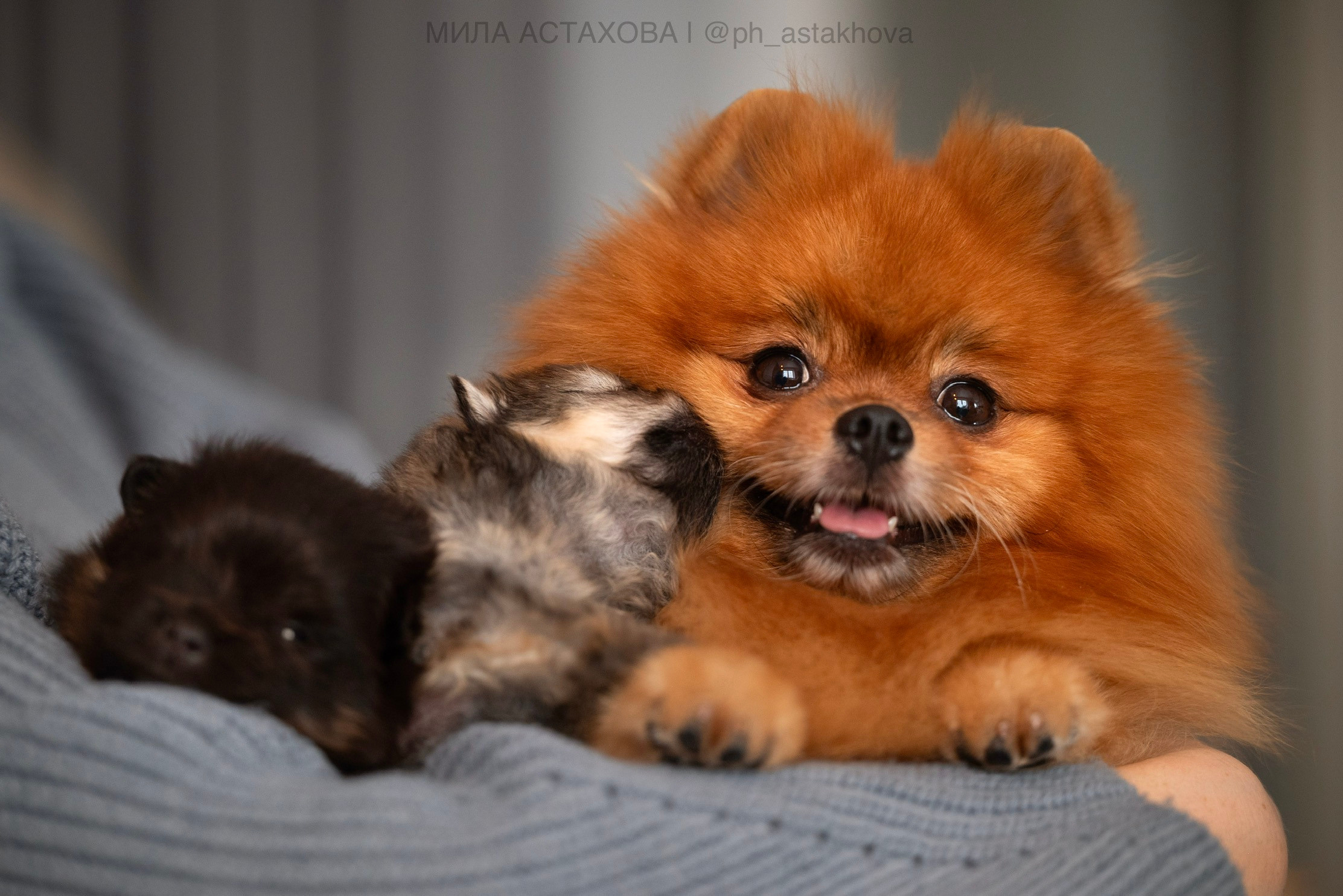 Ольга, Молли, Магнум, и + 2 хвостика. Мила Астахова