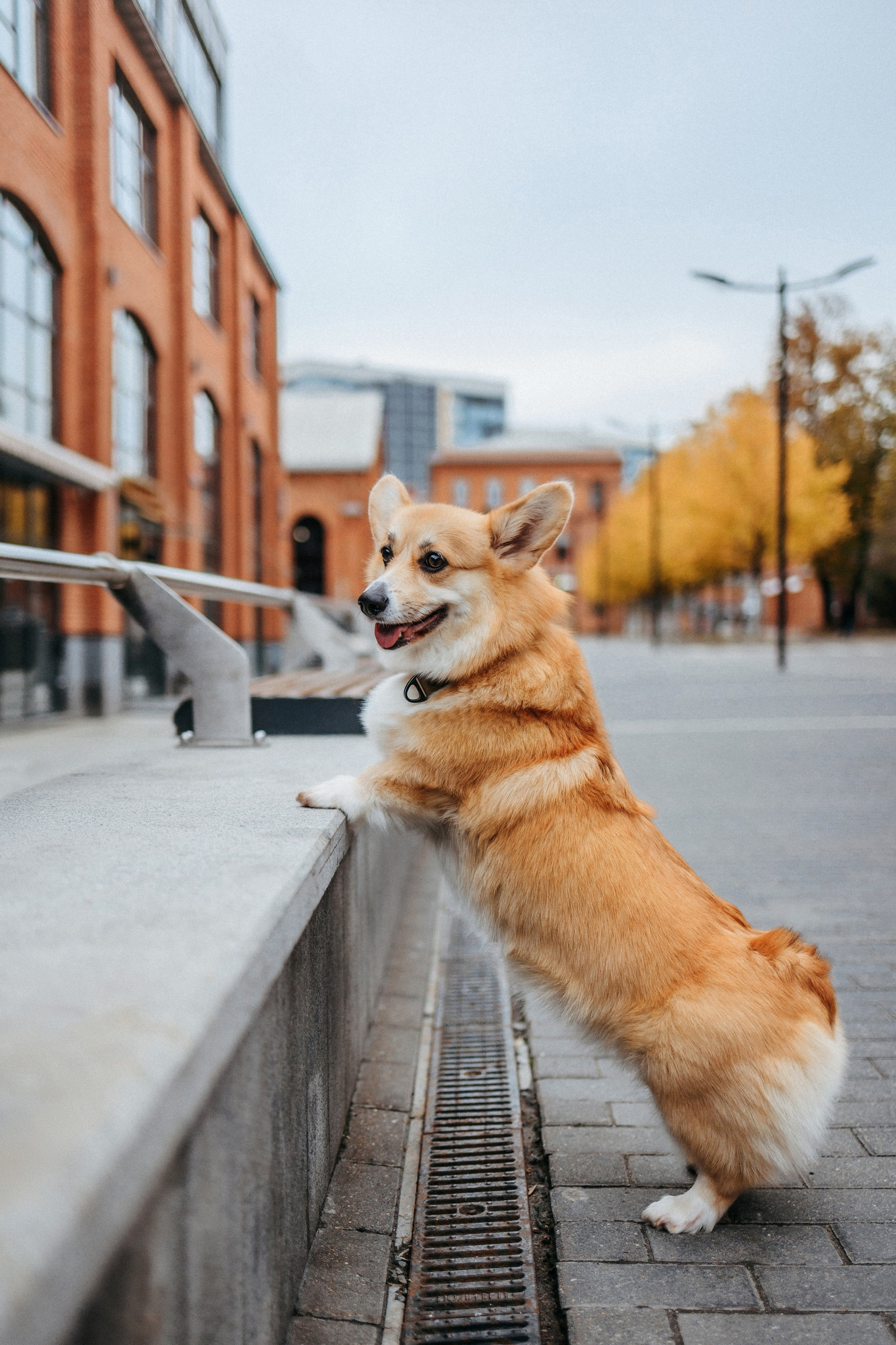Вера, Саша и Муна. Фотограф-анималист Елена Радченко, Москва