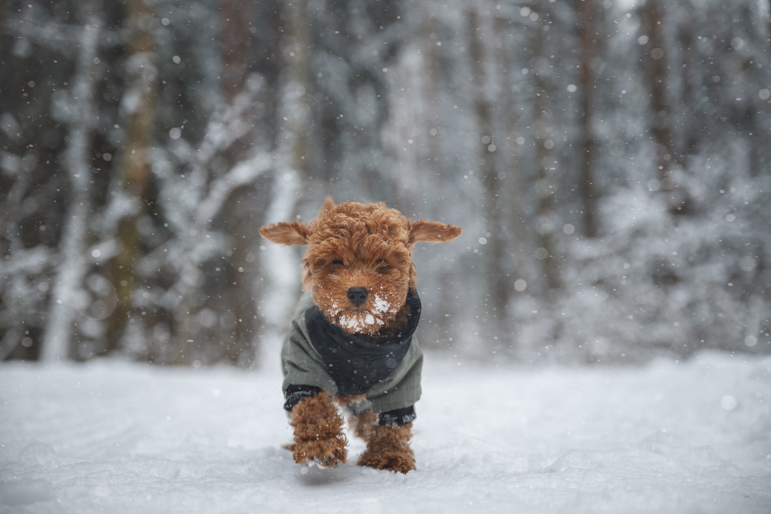 Щенок пуделя. Фотограф Анималист в Москве Анастасия Жучкова