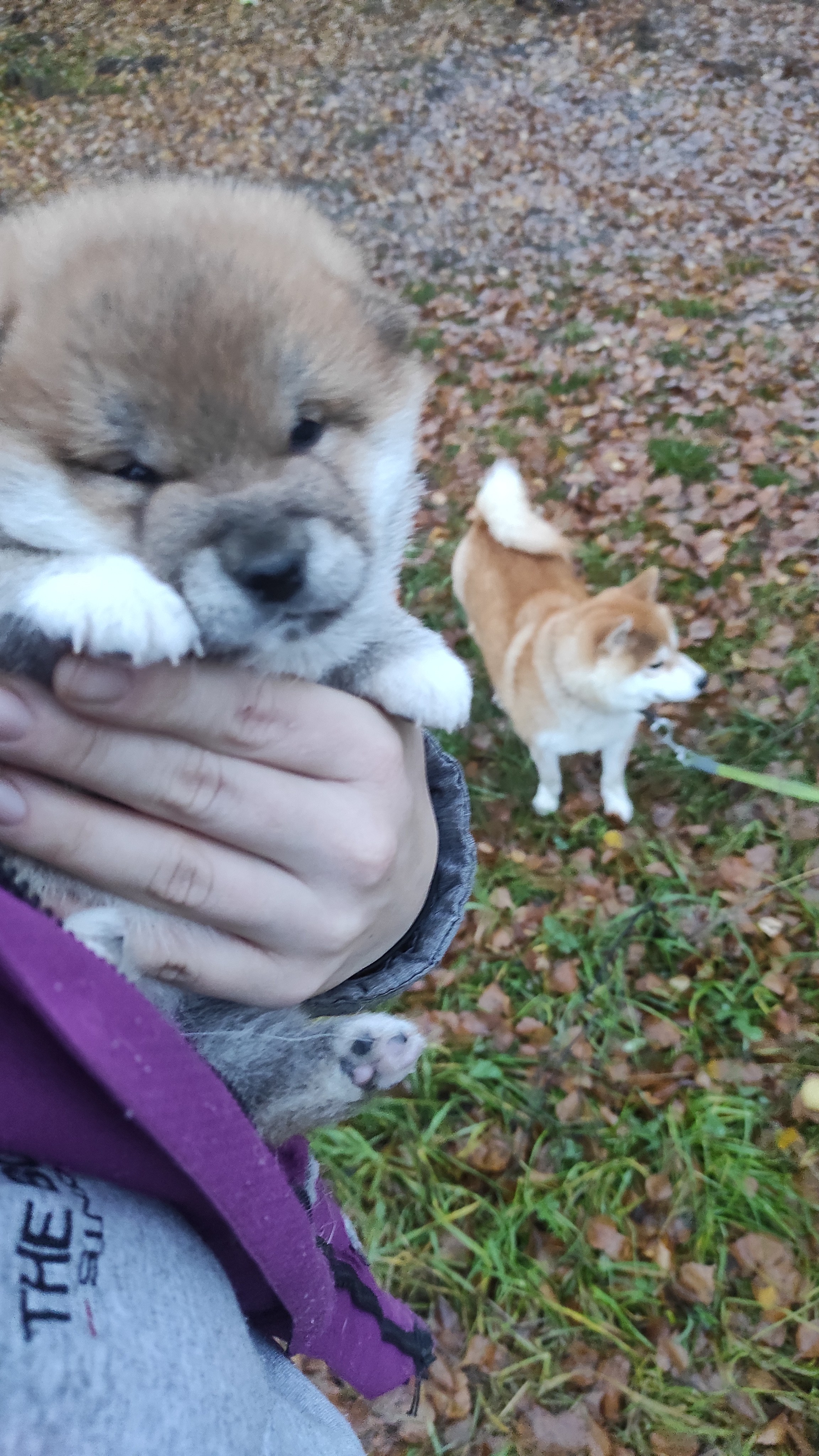 сиба питомник Рубилайт щенки на продажу rubylight  сиба щенки купить СПб Санкт-Петербург 