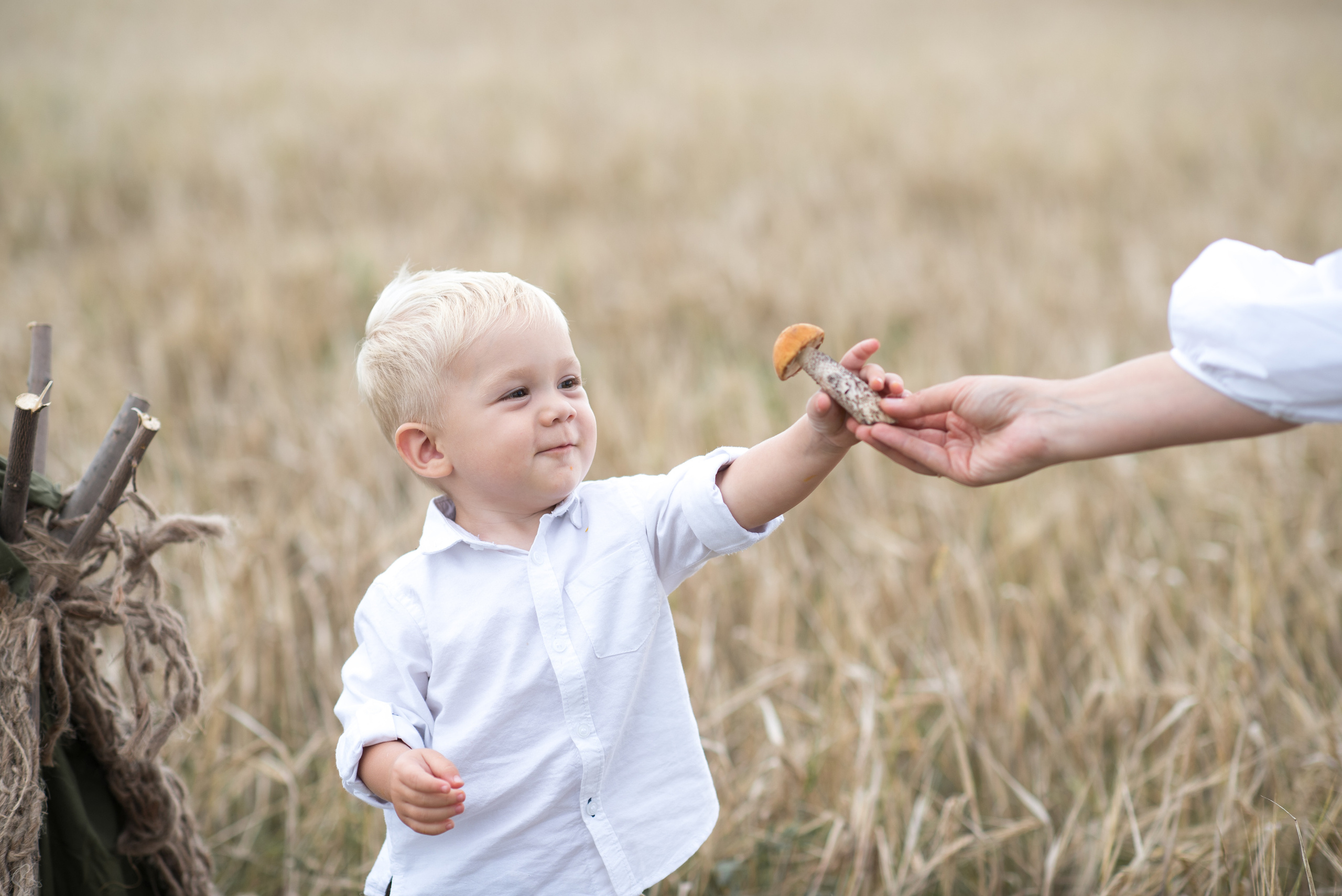 Пшеница. Фотограф Мария Усманова, Казань