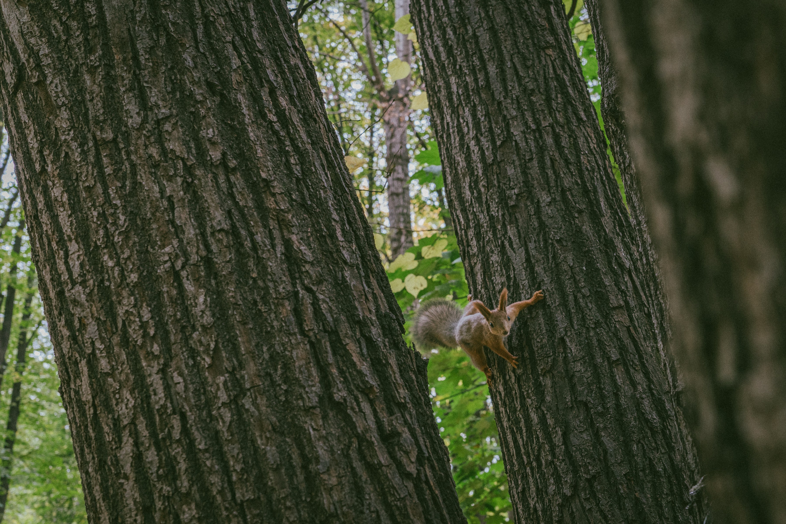 Мой опыт участия в фотоконкурсе про любовь после свадьбы. Фотограф на роды Москва. Фотограф новорожденных Москва