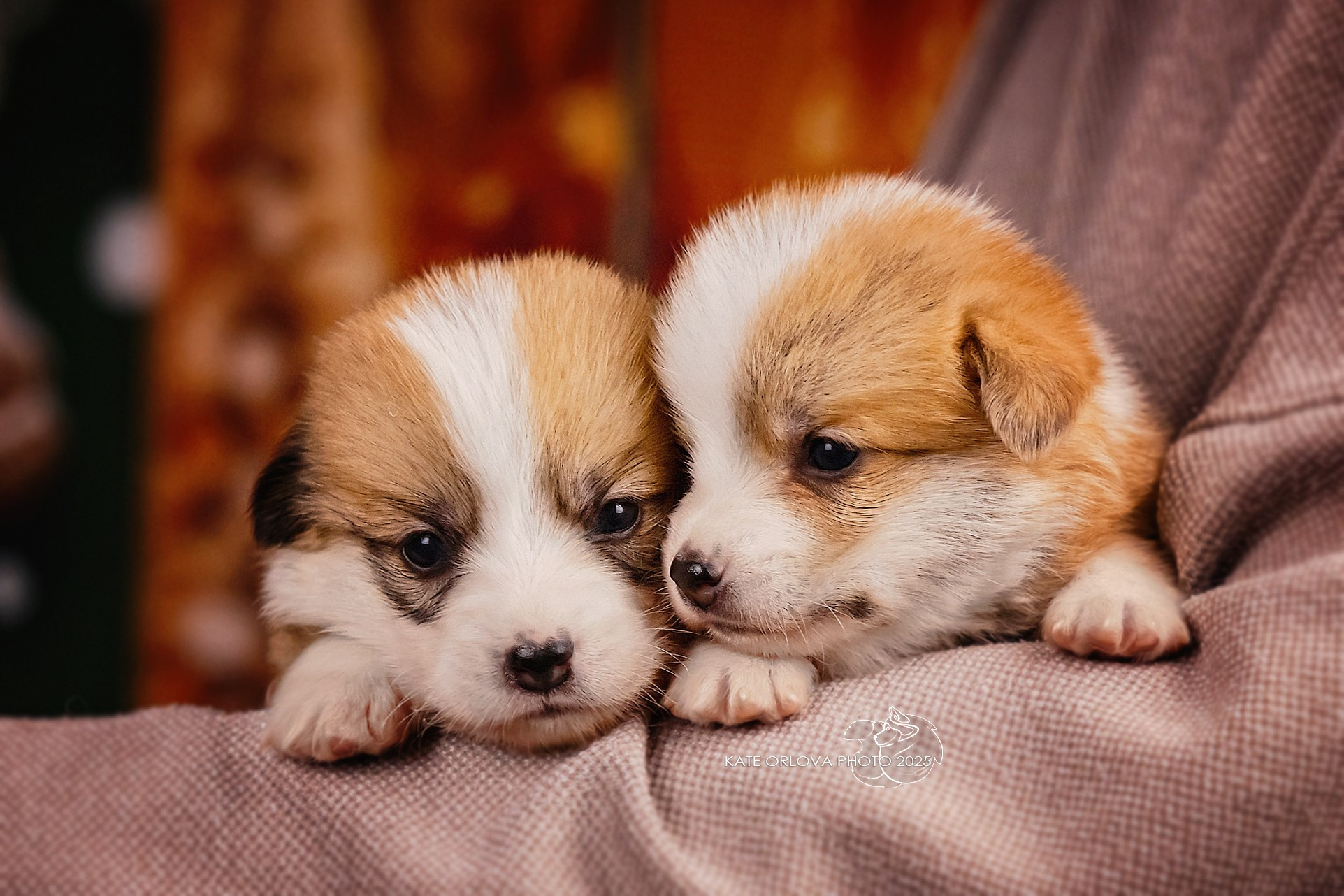 А — Кола и Цесей. Kawaii Kuma питомник собак пород Корги пемброк, Акита ину, Сиба