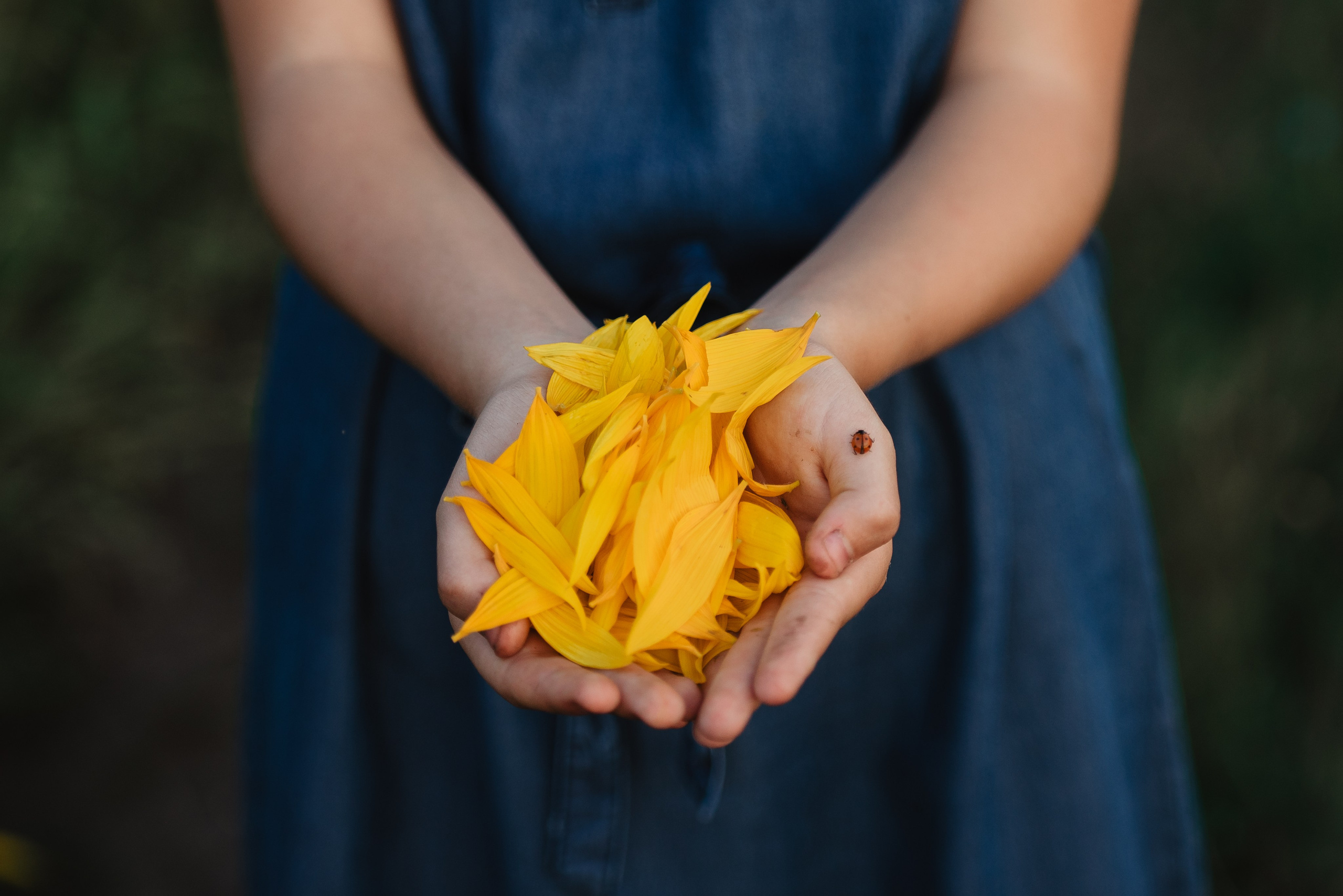 Прогулка в подсолнухах. Семейный Фотограф в Москве Ирина Хохлова