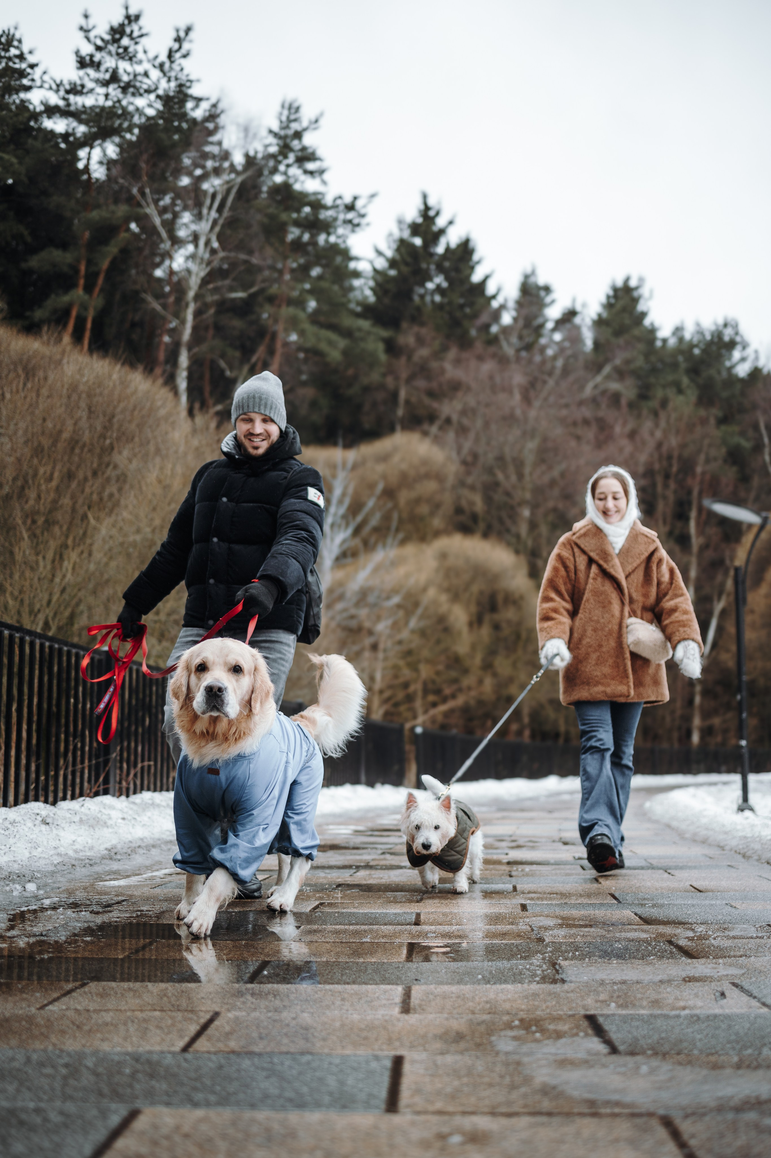 Шелби, Ватсон и ребята. Фотограф — Анималист | Санкт-Петербург