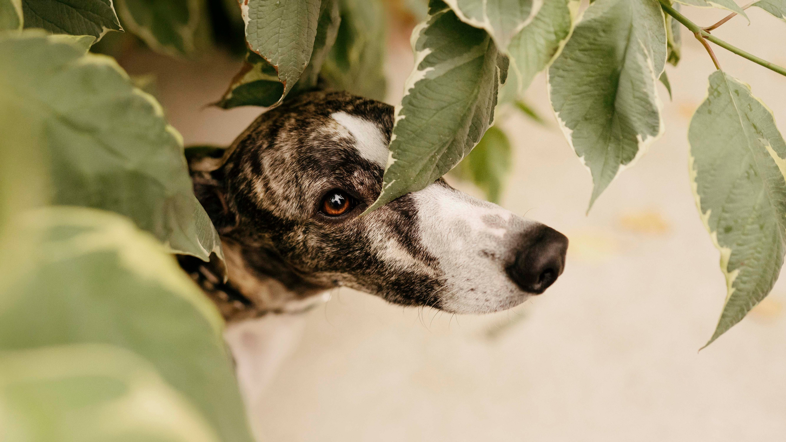 Заказать съемку. Фотограф- анималист Александра Матвеева