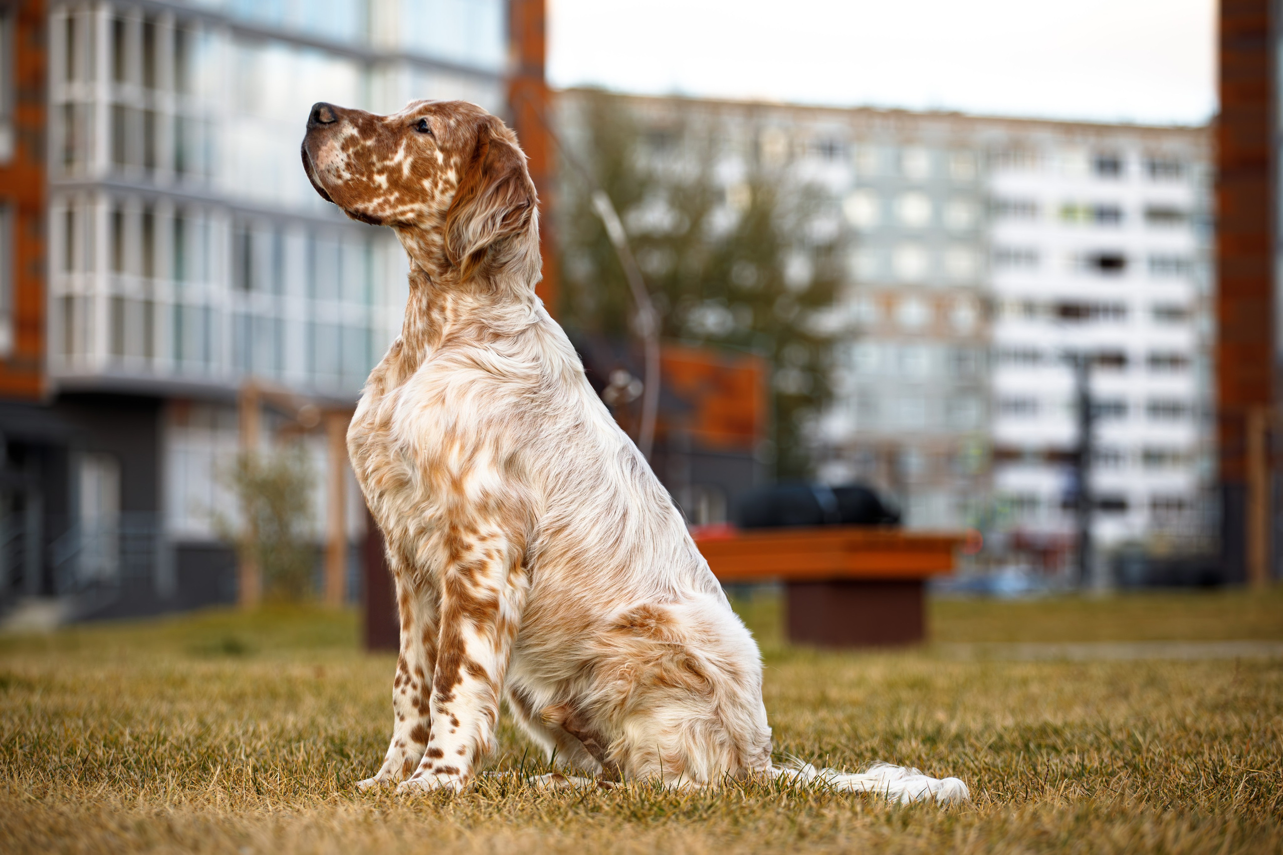 Андрей и Милан. Фотограф Екатерина Козловская