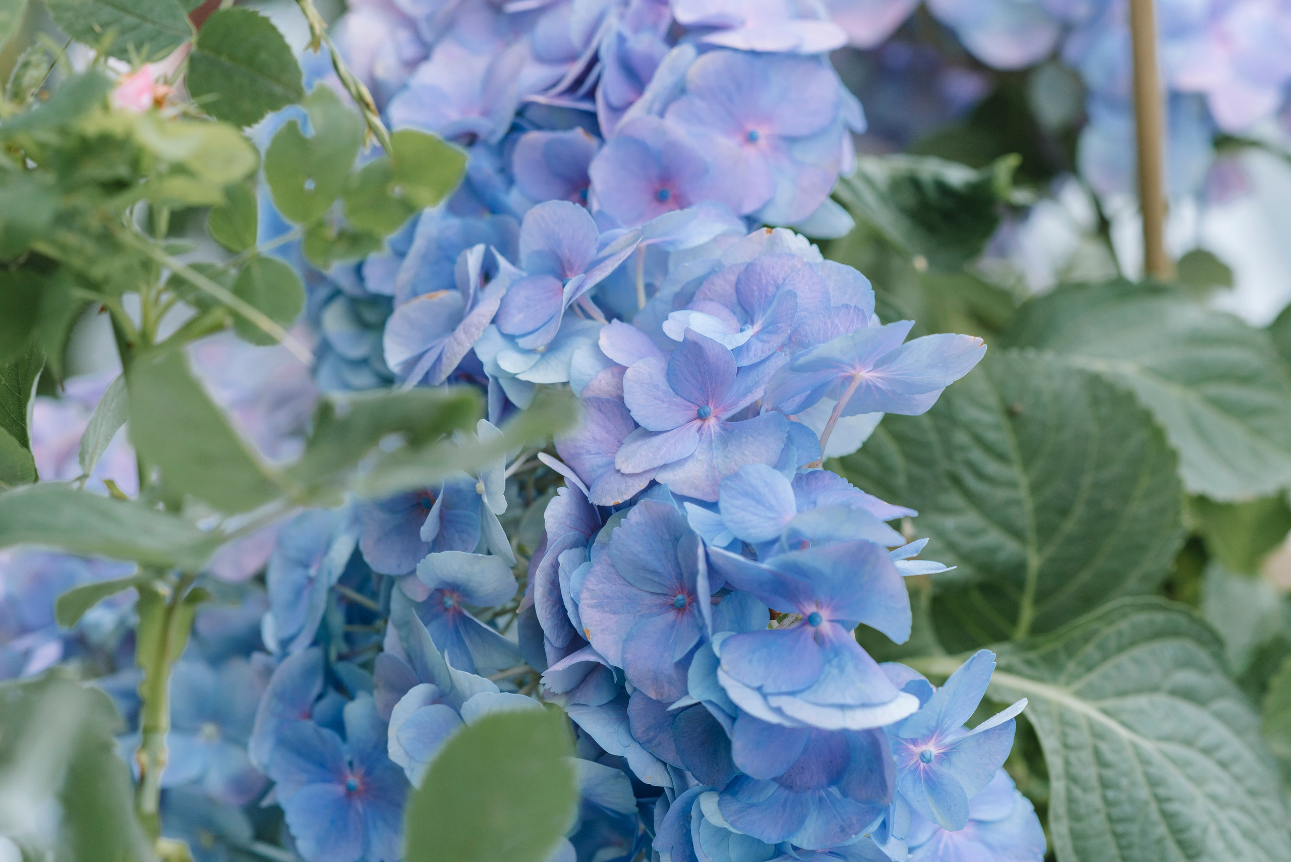 Ресторан Причал. Оформление свадеб, декор свадеб Вера Маркова, Москва