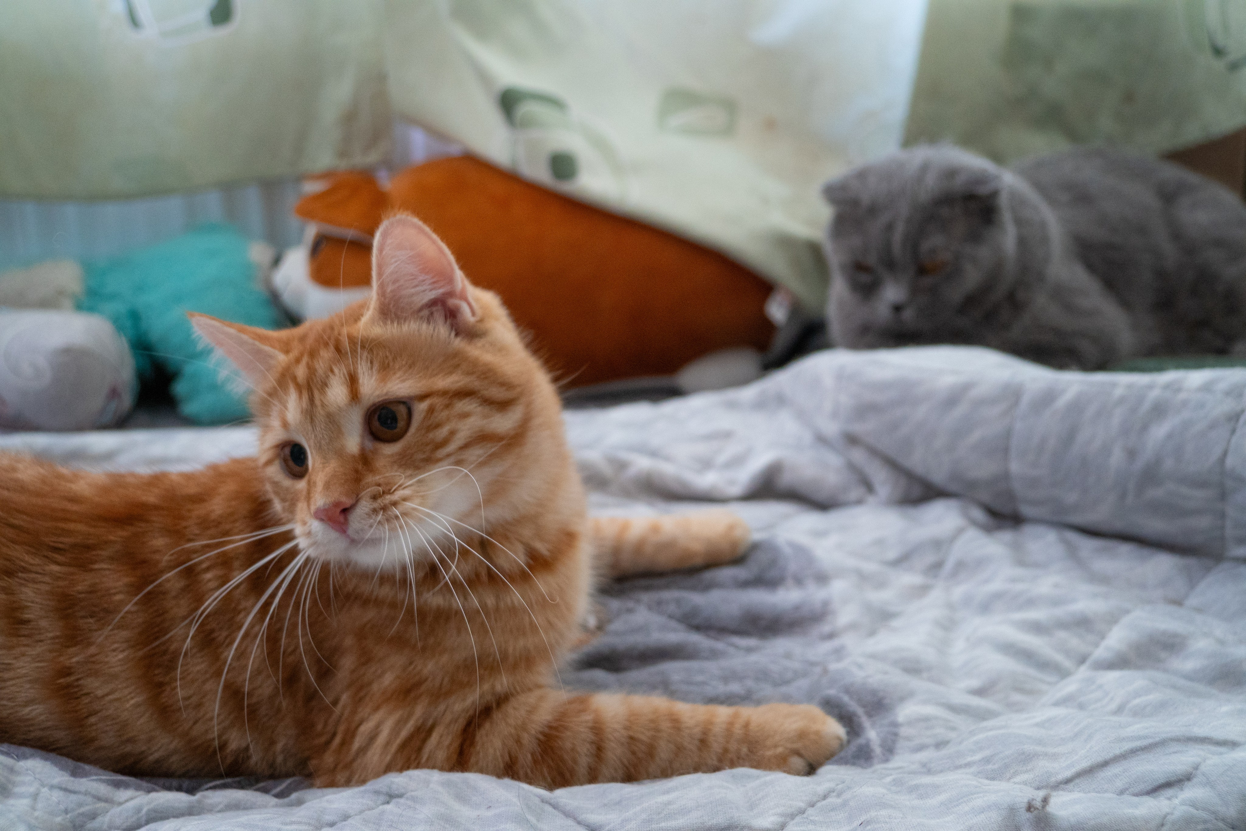 Приют для животных «Пушистые друзья». Видеограф, фотограф в Санкт-Петербурге Элеонора Петрова