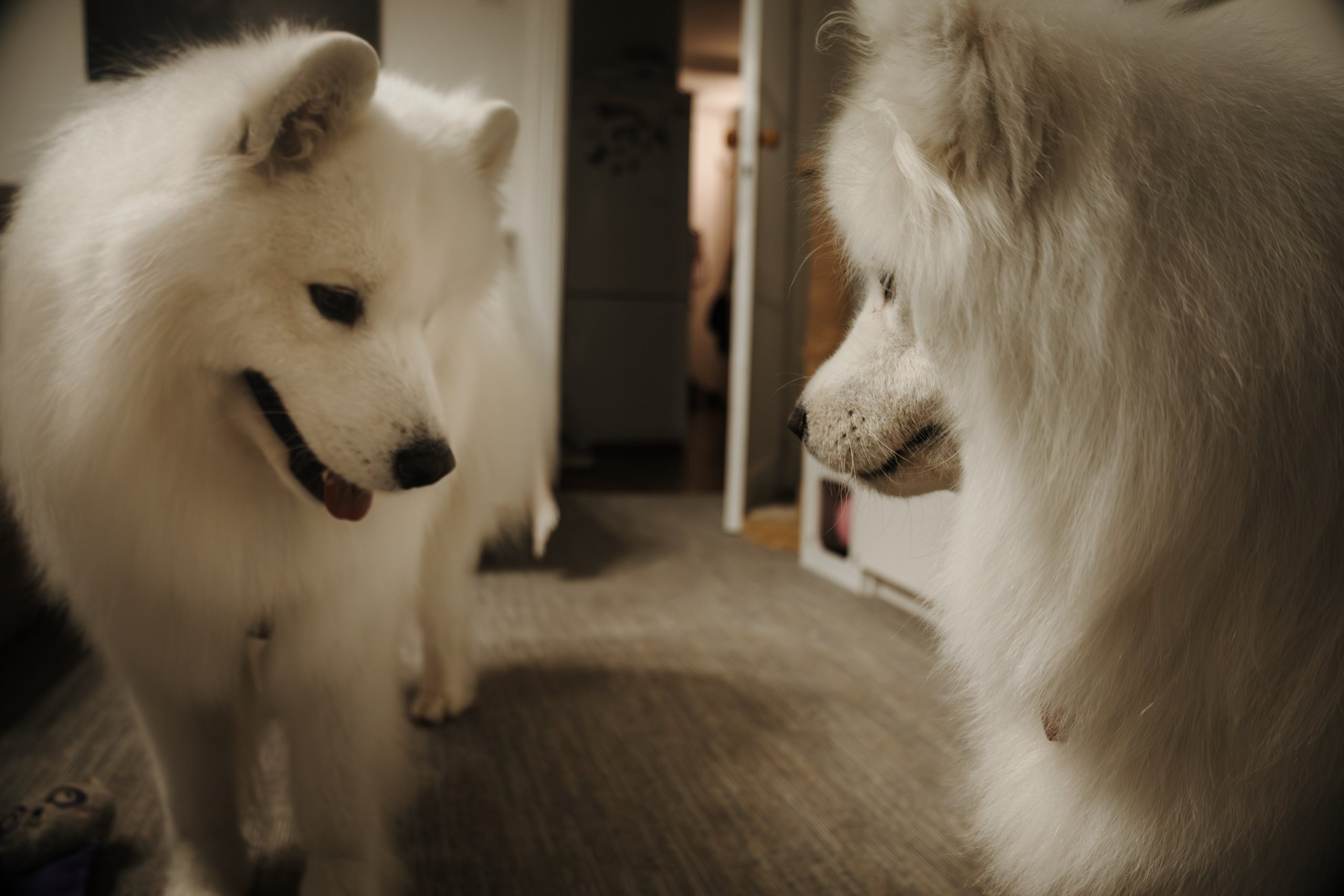 Домашняя фотосессия девушки с собакой и пара фото в дождливый день. Фотограф-анималист в Москве Екатерина Тихонова