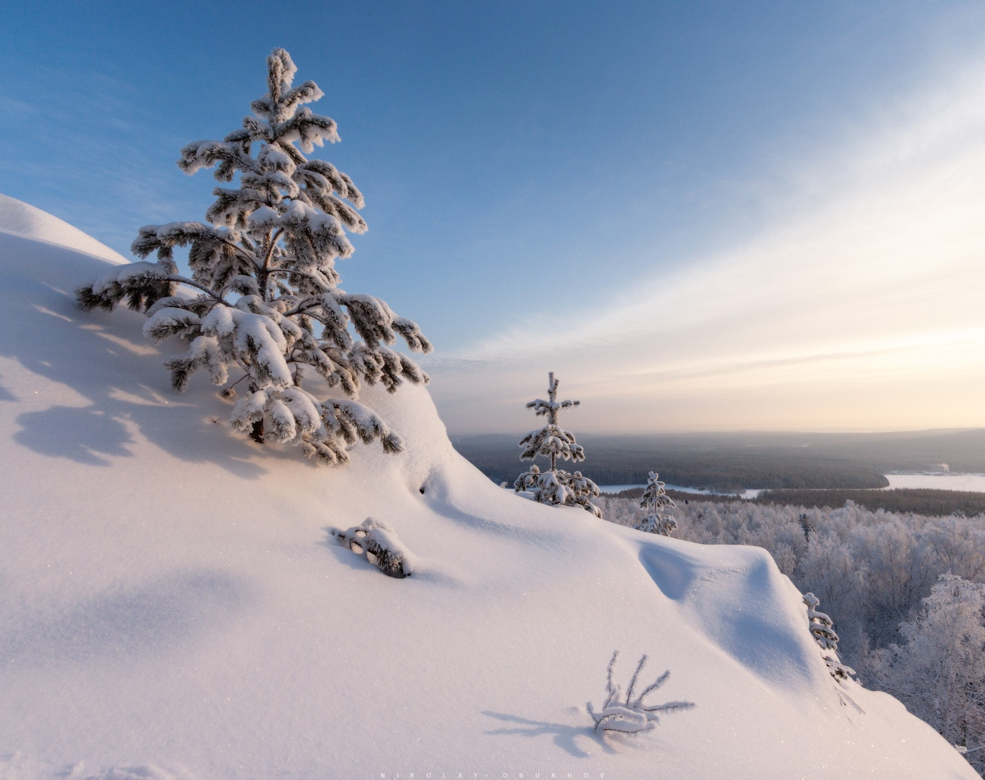 Сосна на краю скалы в зимнем лесу, покрытая снегом.