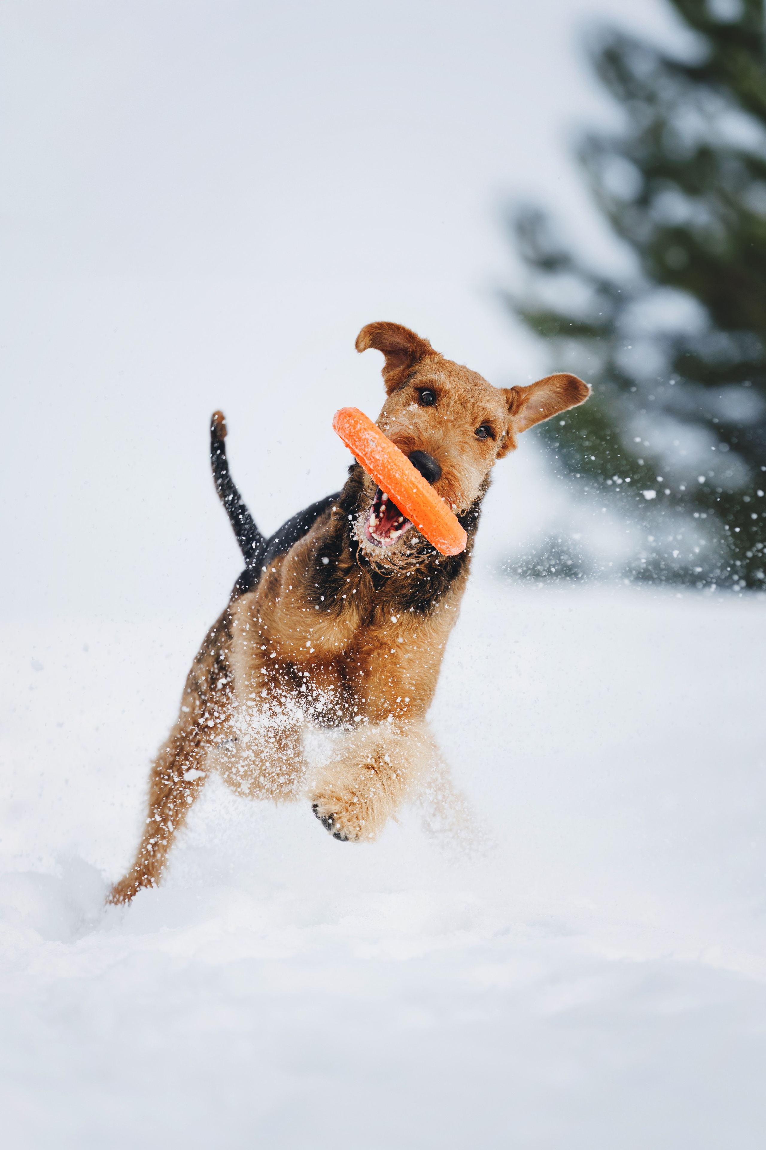 Оля и Хард. Фотограф анималист Осипчикова Мария