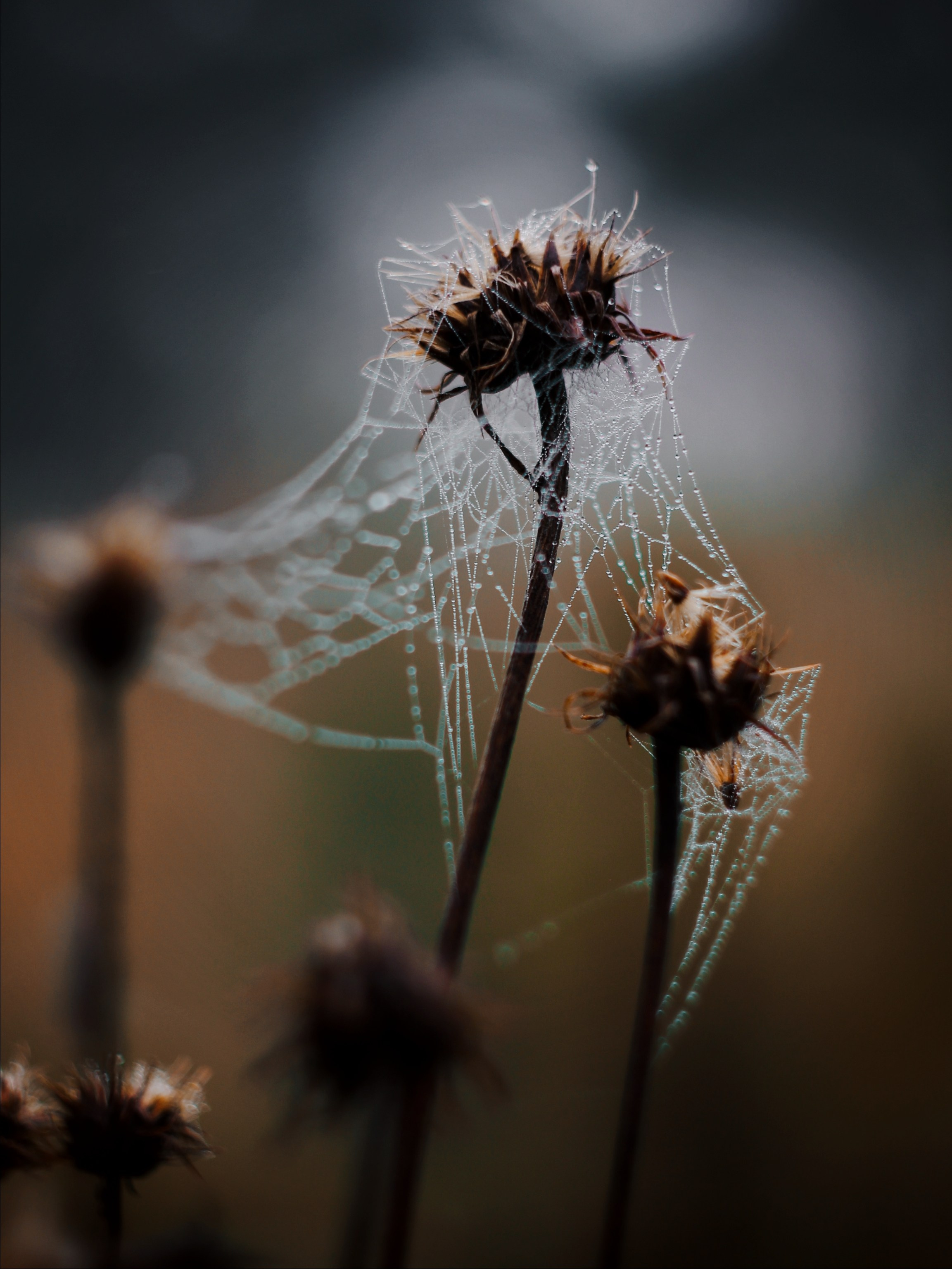 Меланхолия августа. С любовью, фотохудожник