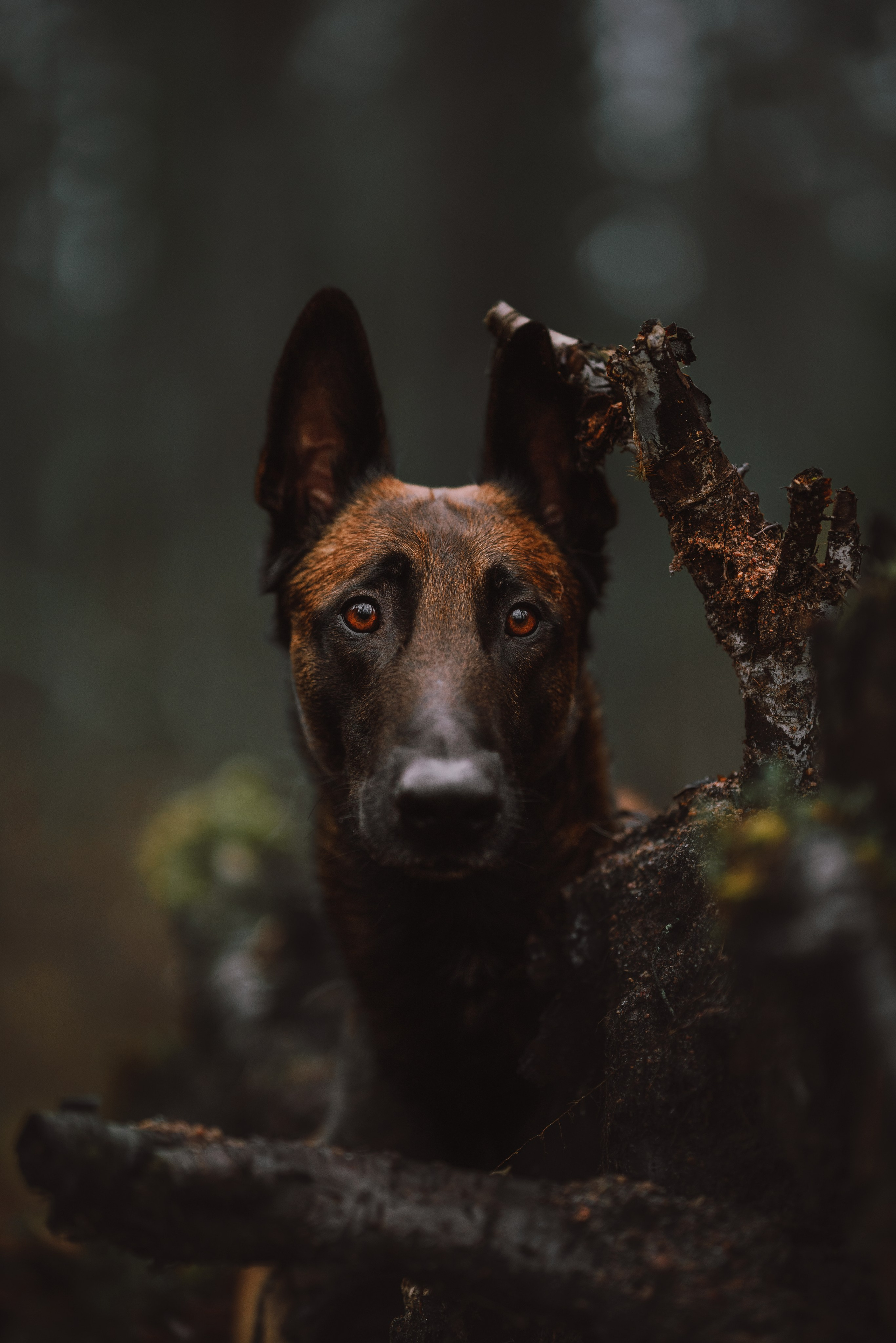 Раш. Фотограф анималист Осипчикова Мария