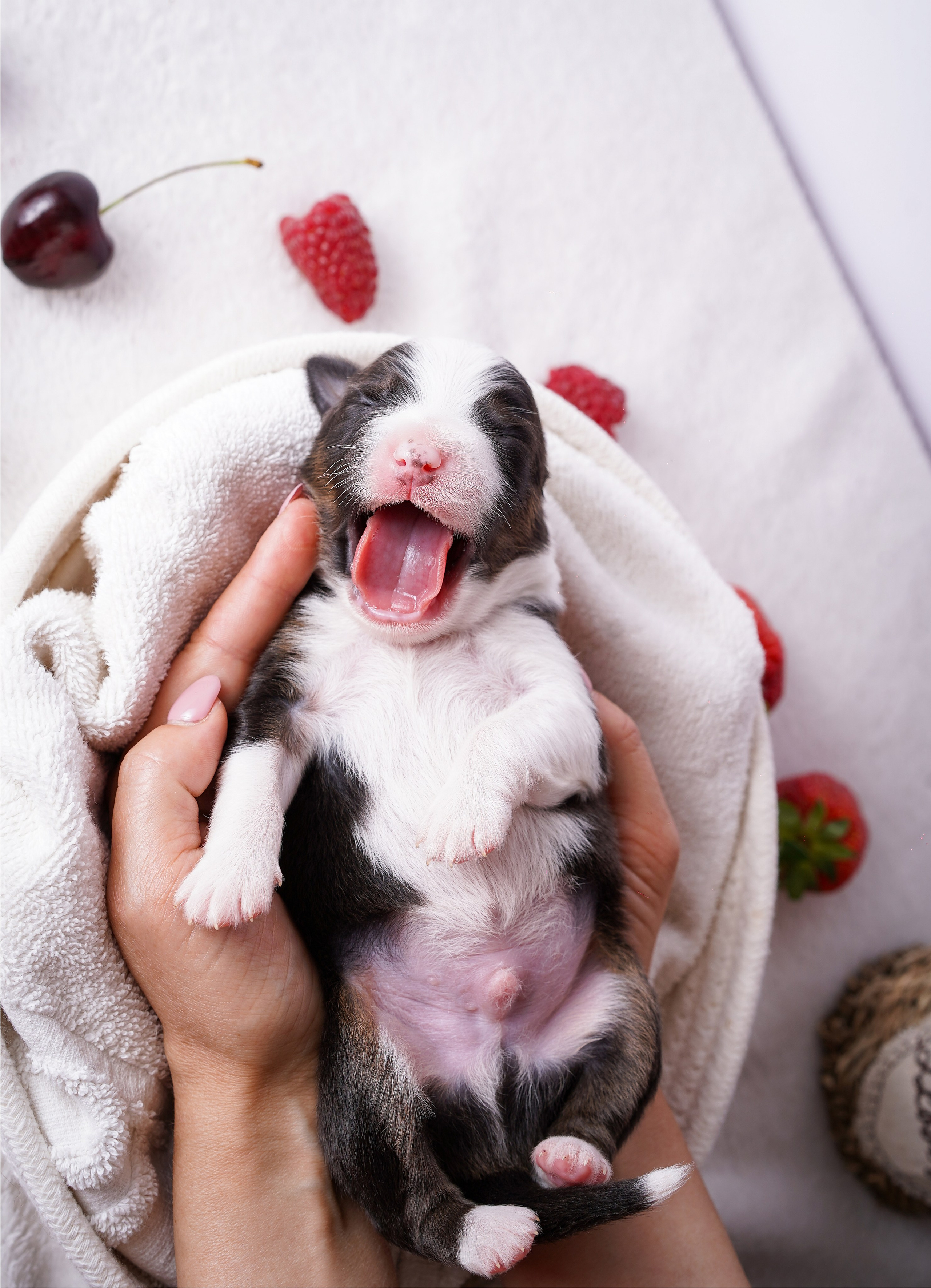Щенки аусси. Фотограф-анималист в Санкт-Петербурге Яна Мартынова