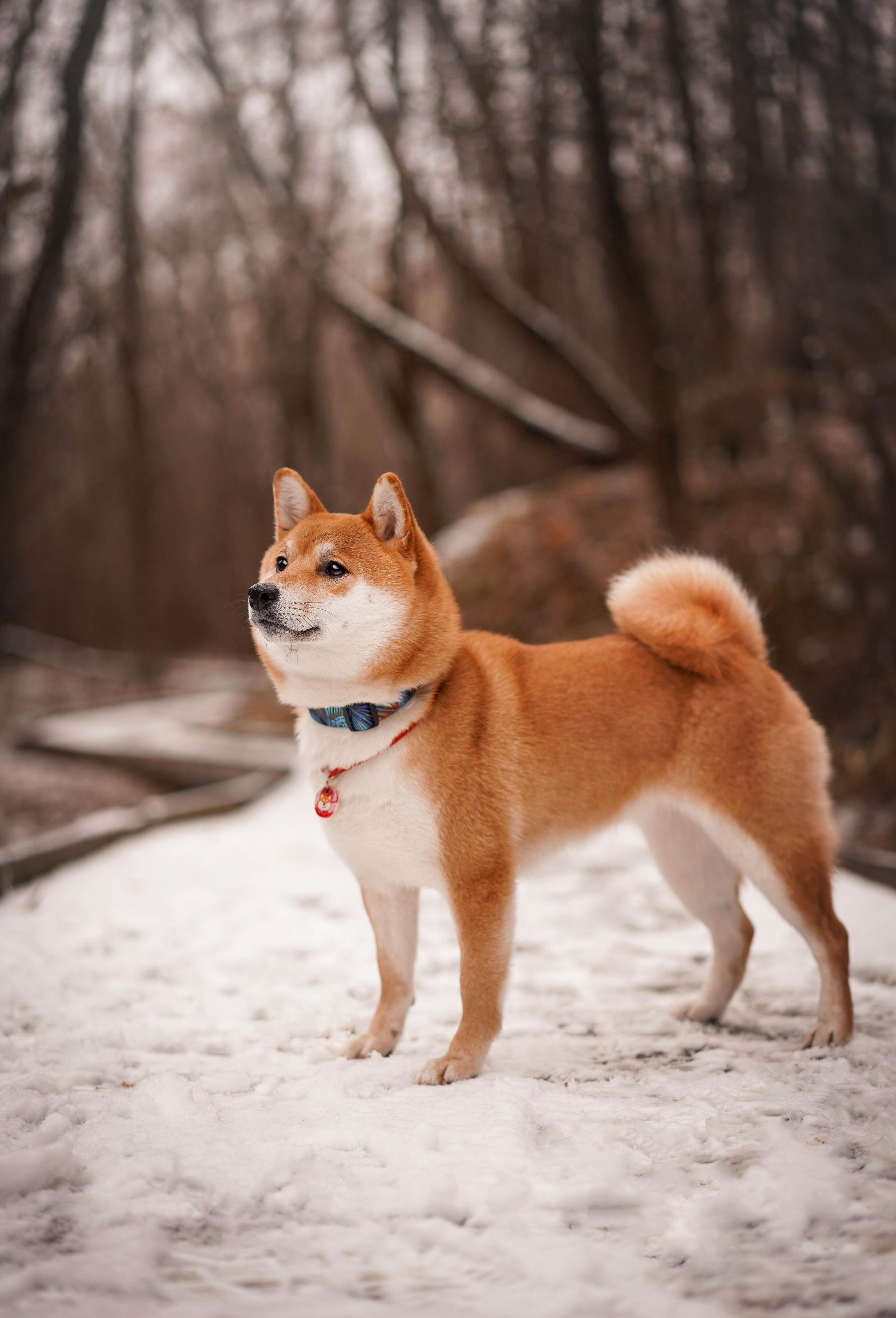 Алина и Юми. Фотограф-анималист в Санкт-Петербурге Яна Мартынова