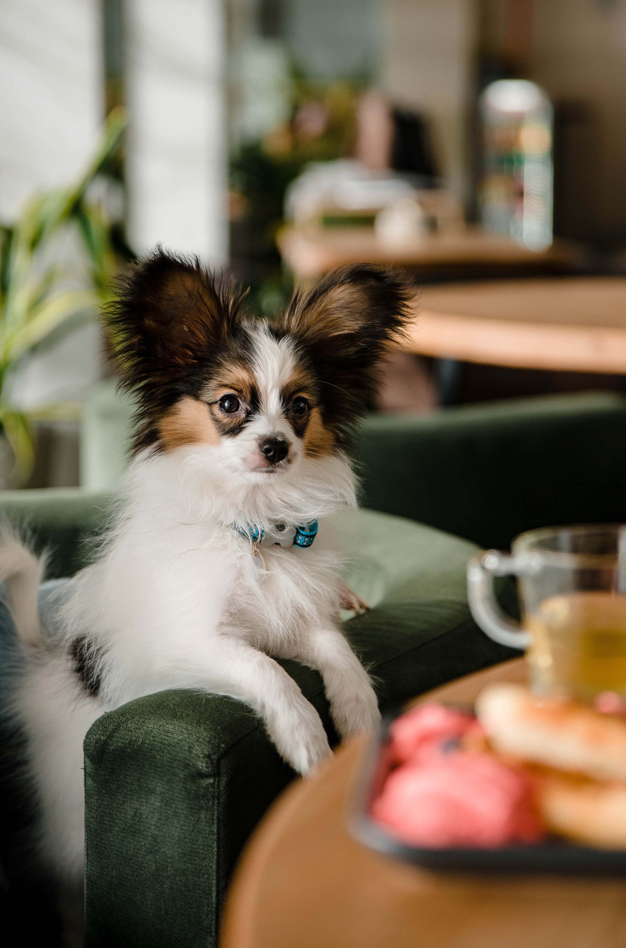 Настя, Света и Папийон Луней. Главная
