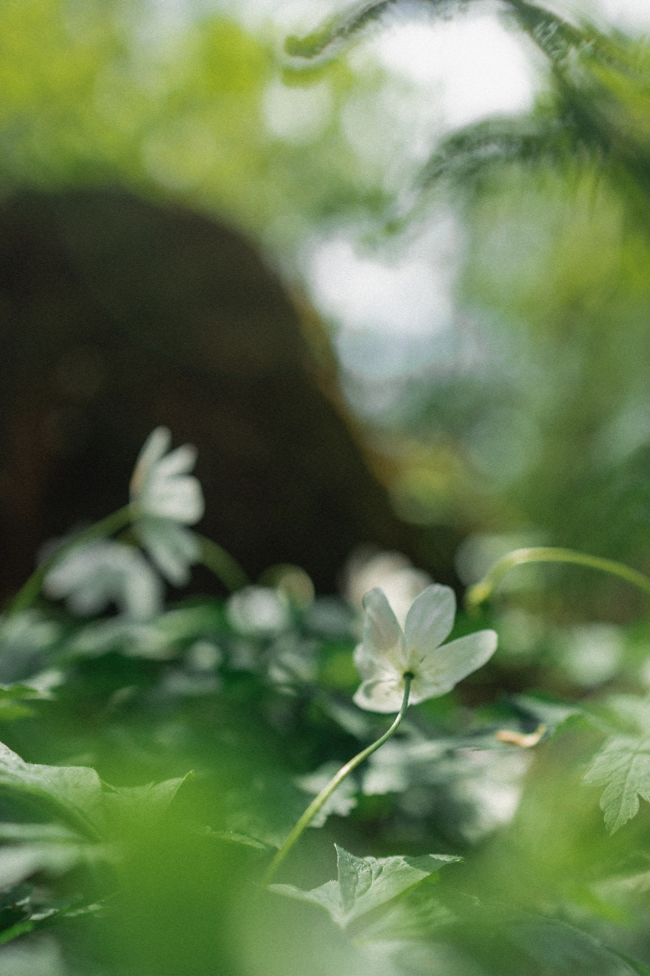 Эстетика П р о Я в л е н и я. Виноградова Маргарита. Фотограф P r o Явления