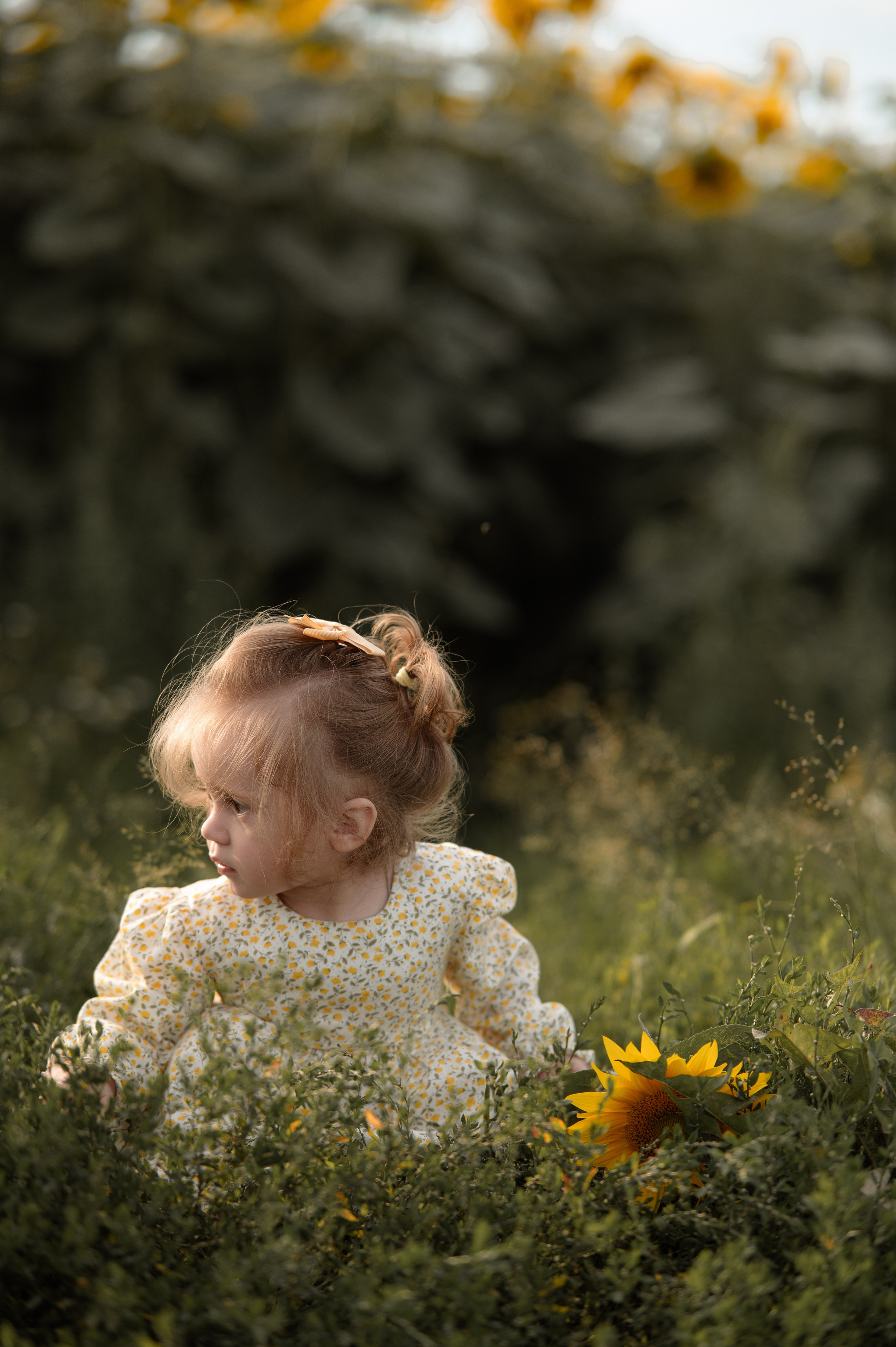 Подсолнухи. Фотограф Юлия Дубровская | Тула — свадьбы, семьи, детские съёмки