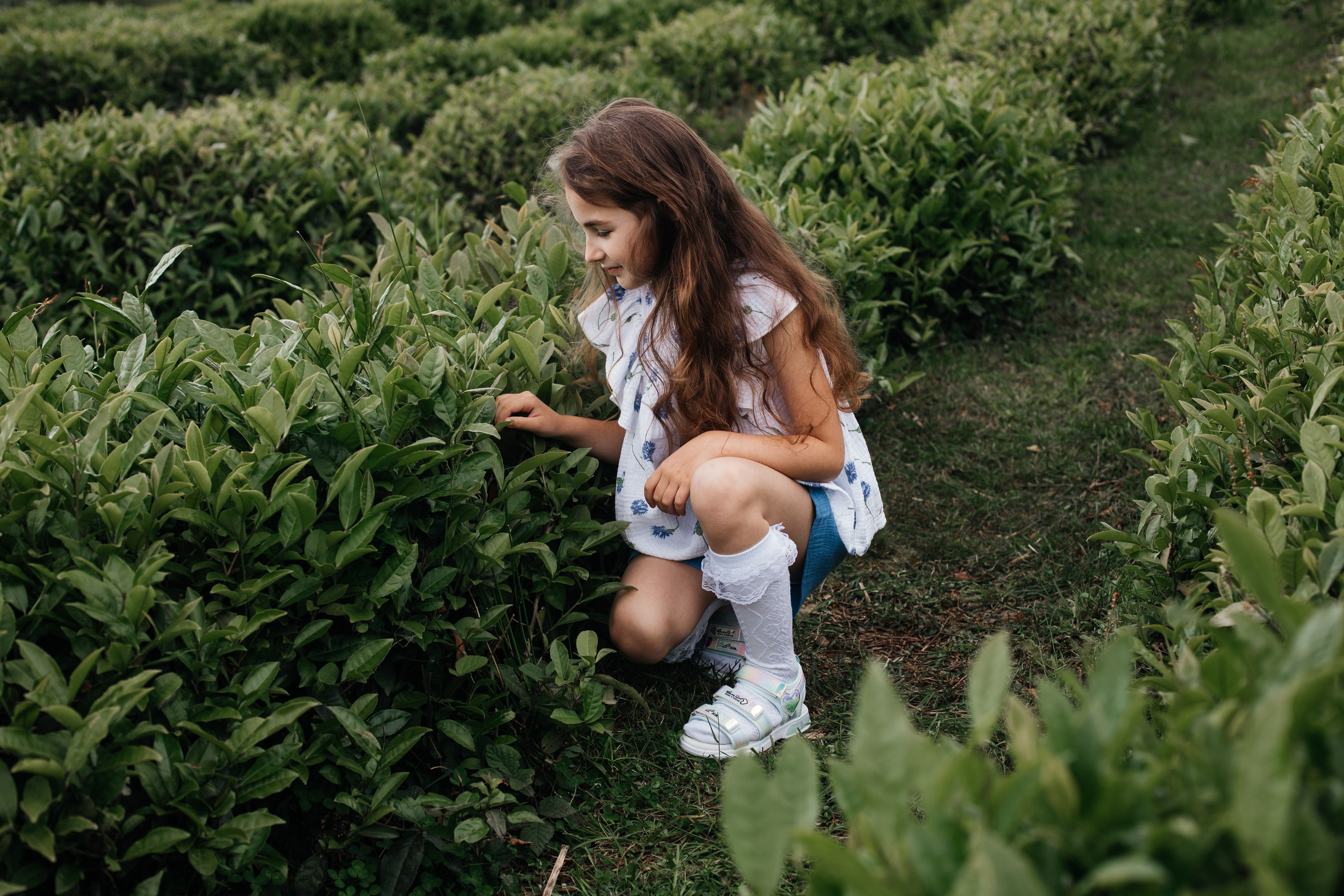 Tea plantation. Efimova Model Agency